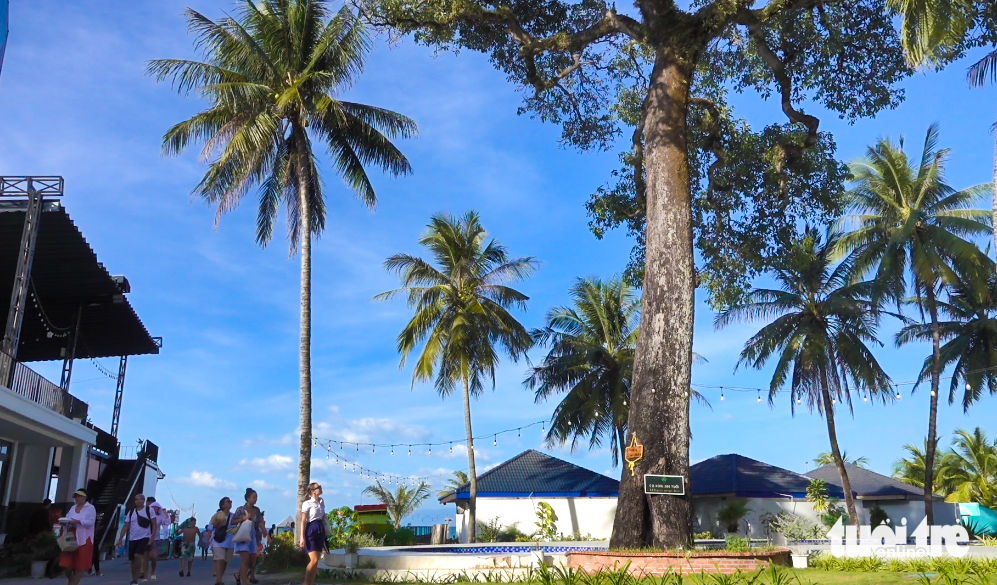 Visitors admire a 300-year-old mango tree in Ganh Dau Commune, Phu Quoc City, off Kien Giang Province in southern Vietnam. Photo: Chi Cong / Tuoi Tre