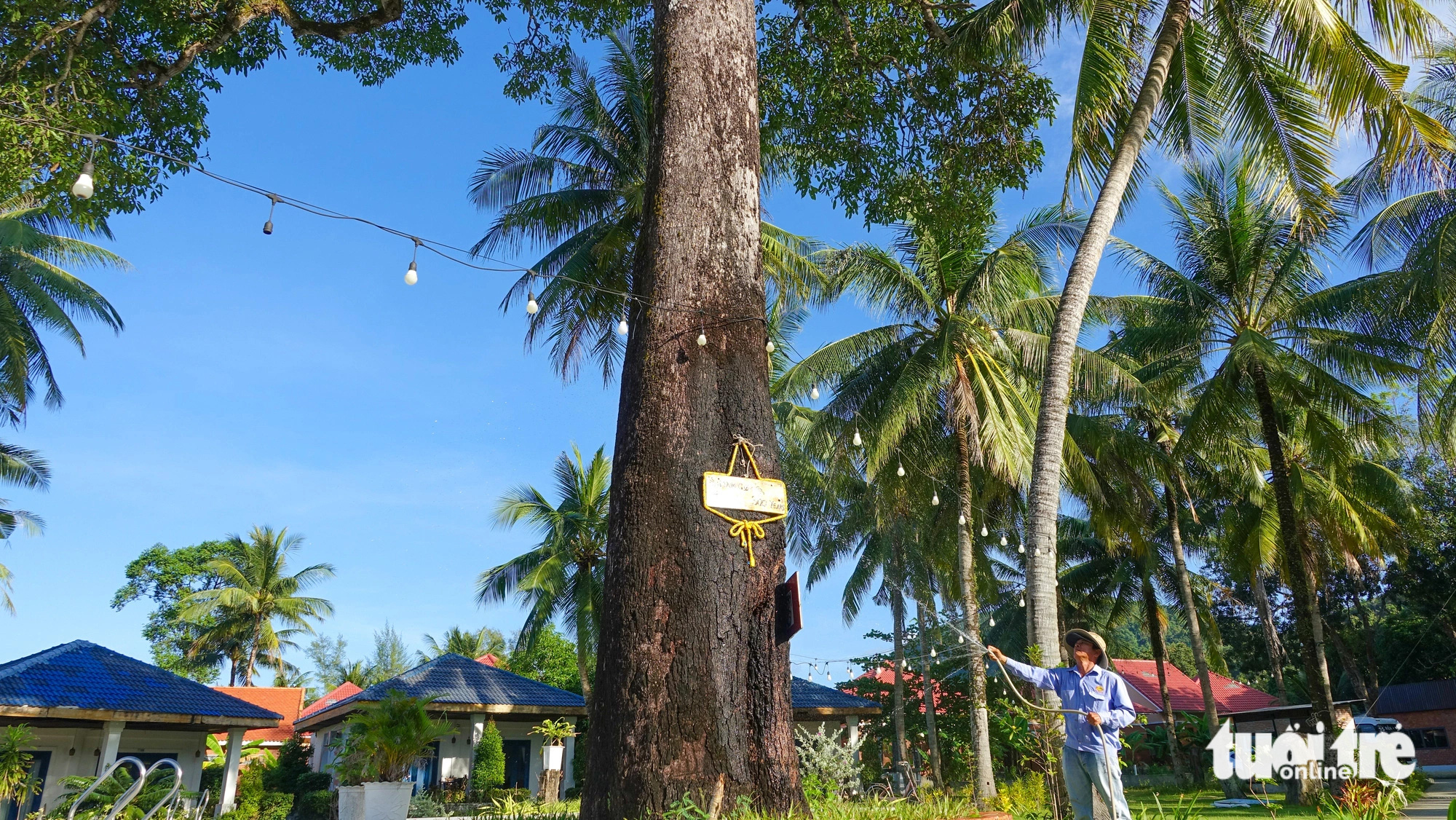 Timeless allure: Phu Quoc’s 300-year-old mango tree draws tourists