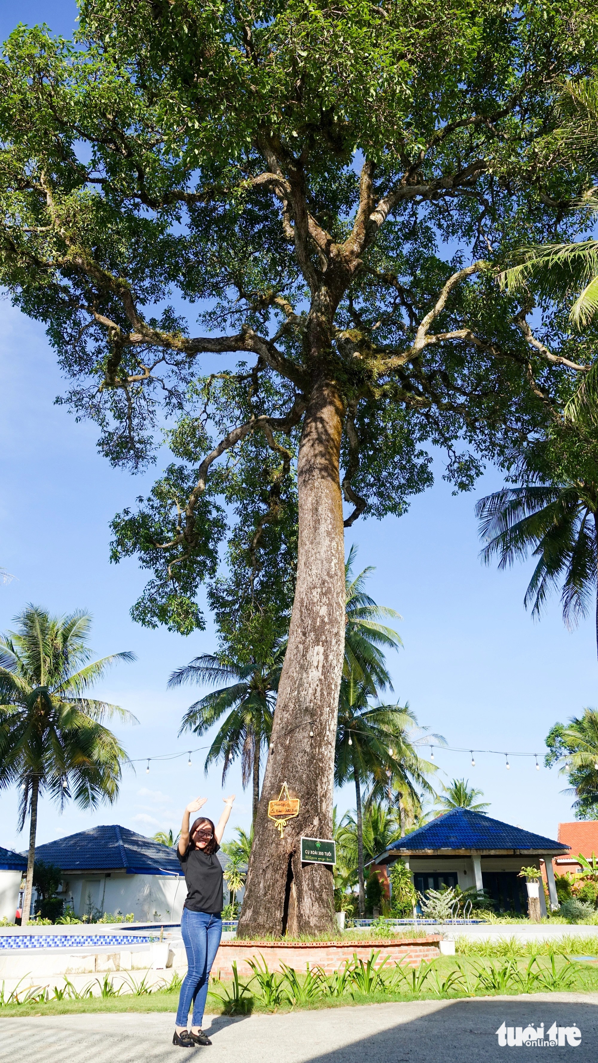 A woman poses for a photo under a 300-year-old mango tree in Ganh Dau Commune, Phu Quoc City, off Kien Giang Province in southern Vietnam. Photo: Chi Cong / Tuoi Tre