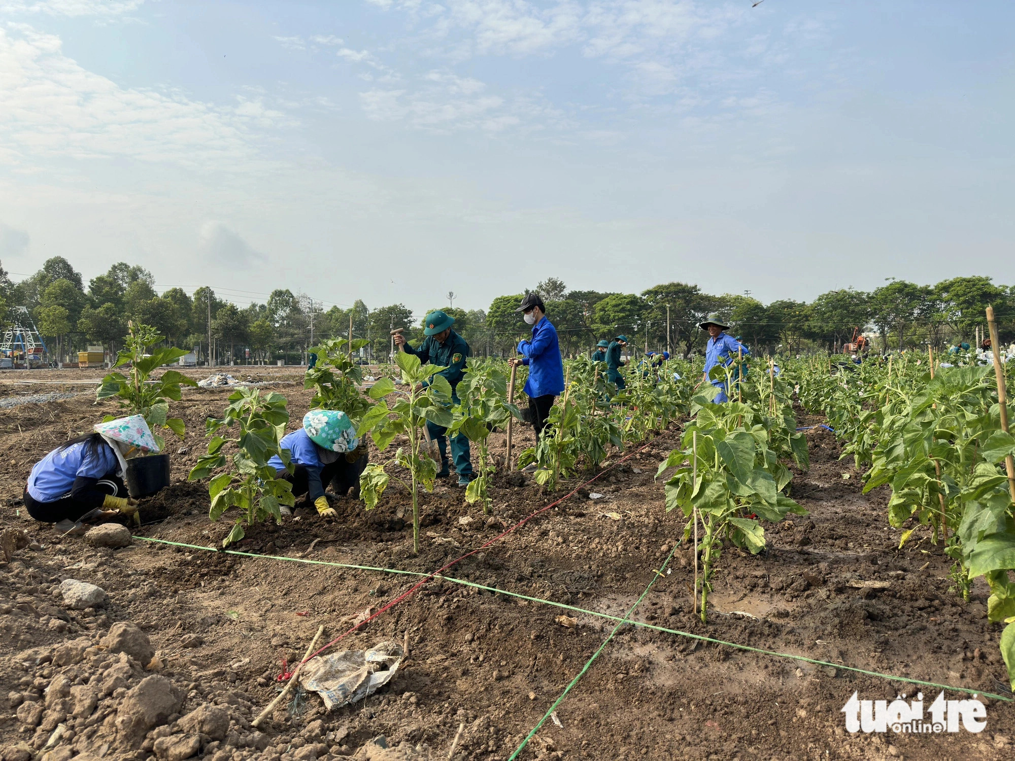 Vietnam’s Mekong Delta city growing 46,000 flowering plants in run-up to Tet