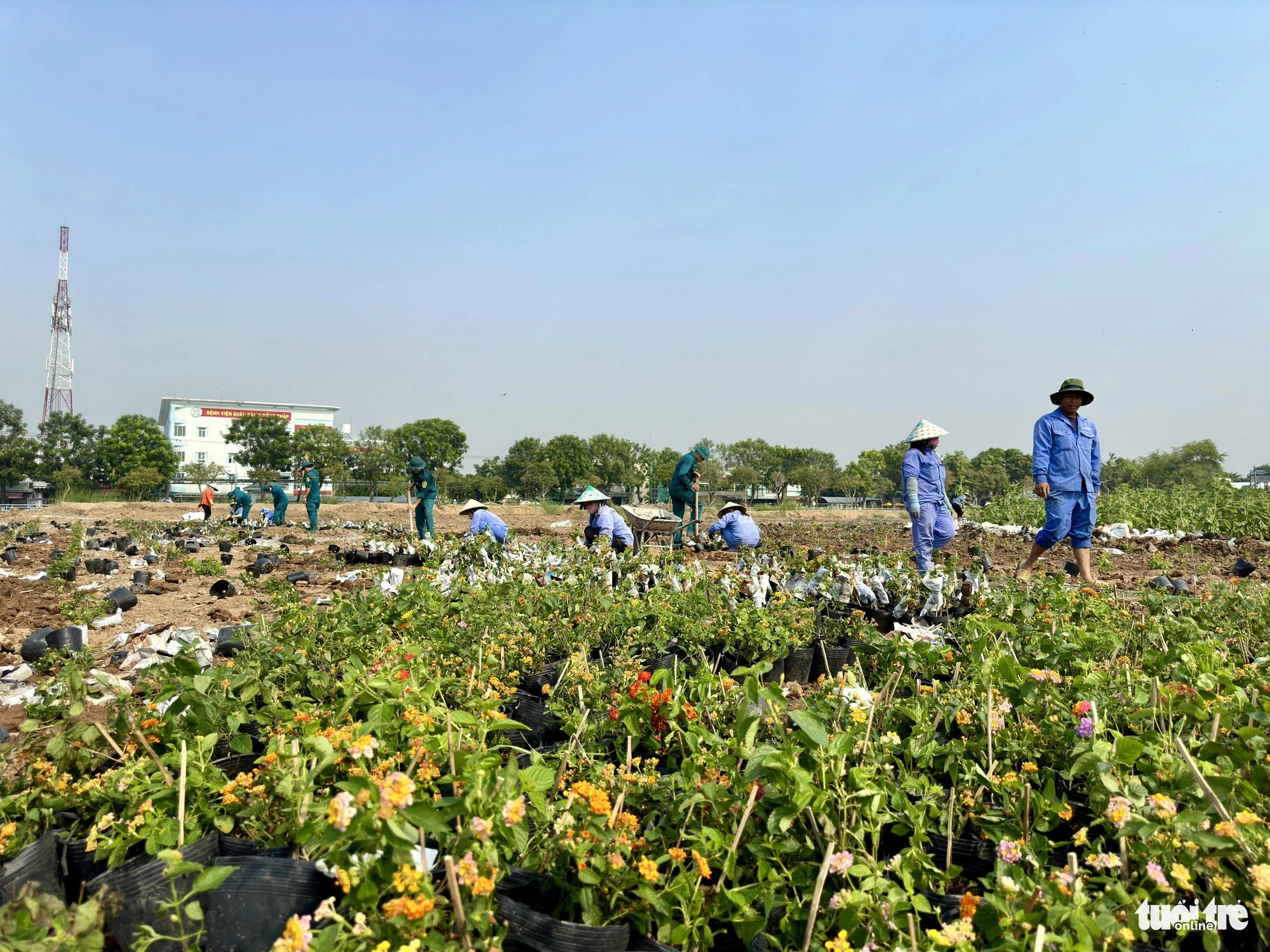 Baskets of colorful flowers are seen at an area designated as a Tet-themed flower garden in Cao Lanh City, Dong Thap Province, southern Vietnam. Photo: Dang Tuyet / Tuoi Tre