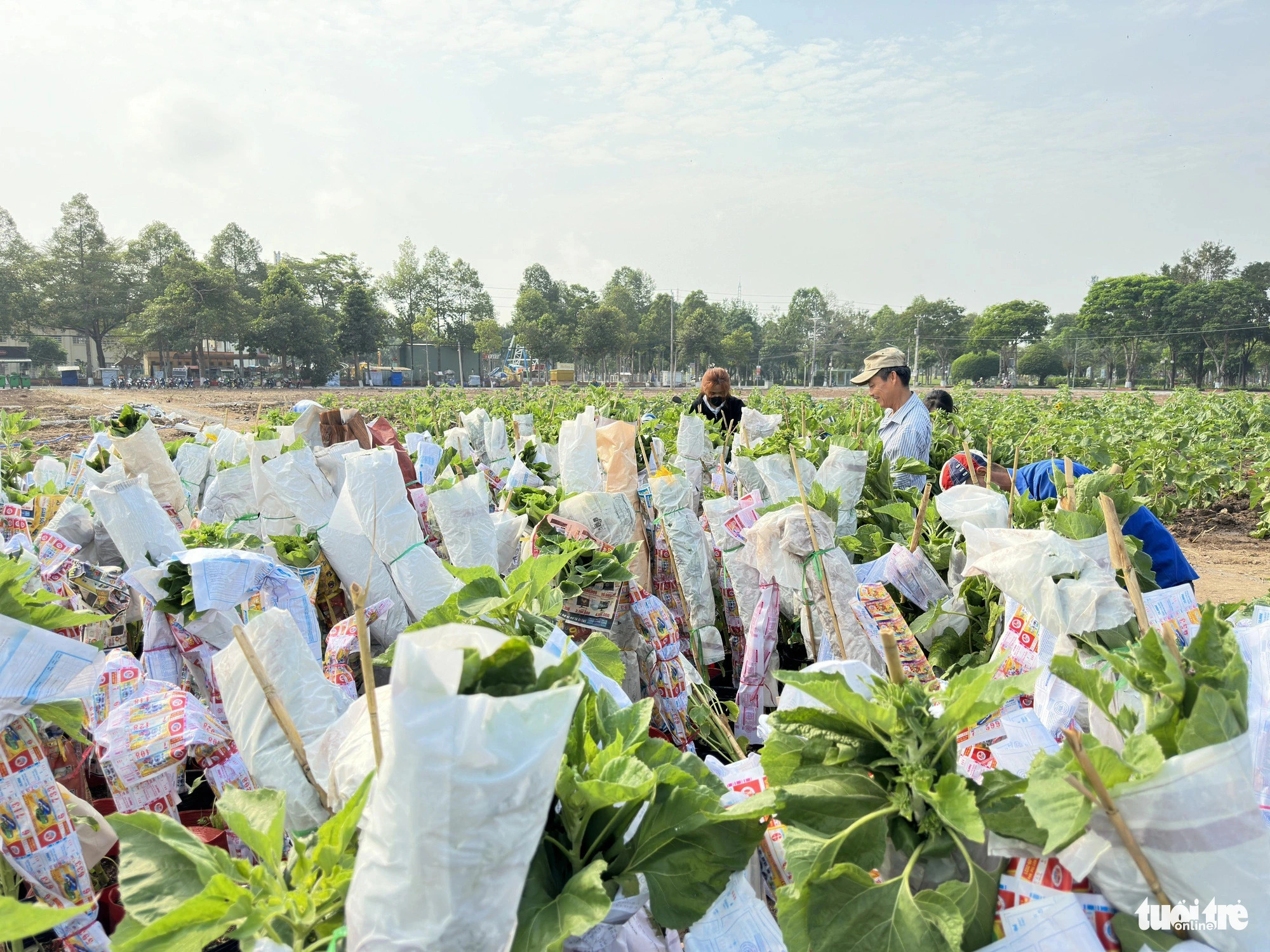 Local students and young volunteers are jointly planting flowers. Photo: Dang Tuyet / Tuoi Tre