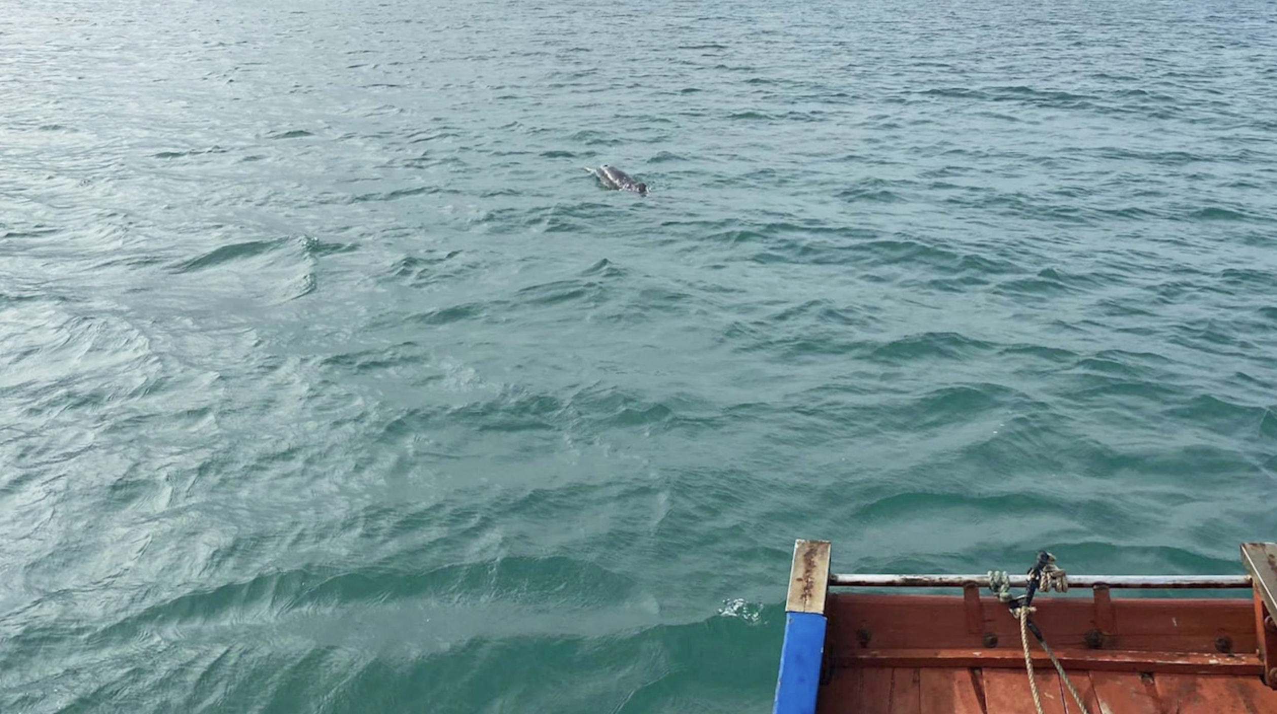 Dozens of dolphins spotted off northern Vietnam coast