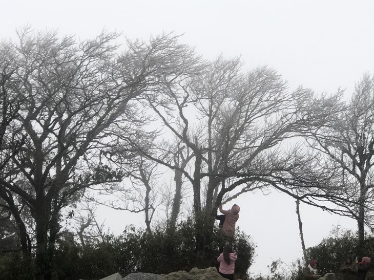 Frost forms on Phja Oac Mountain in Cao Bang Province as the temperature falls to minus two degrees Celsius. Photo: A Hien / Tuoi Tre