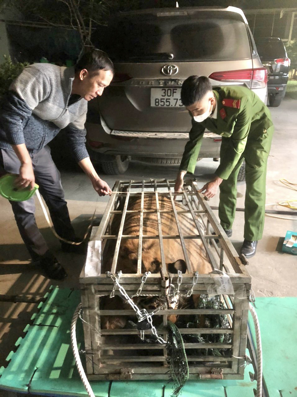 A 200kg tiger is found enclosed in an iron cage inside a seven-seater car in Quang Tri Province, north-central Vietnam, January 21, 2024. Photo: Supplied