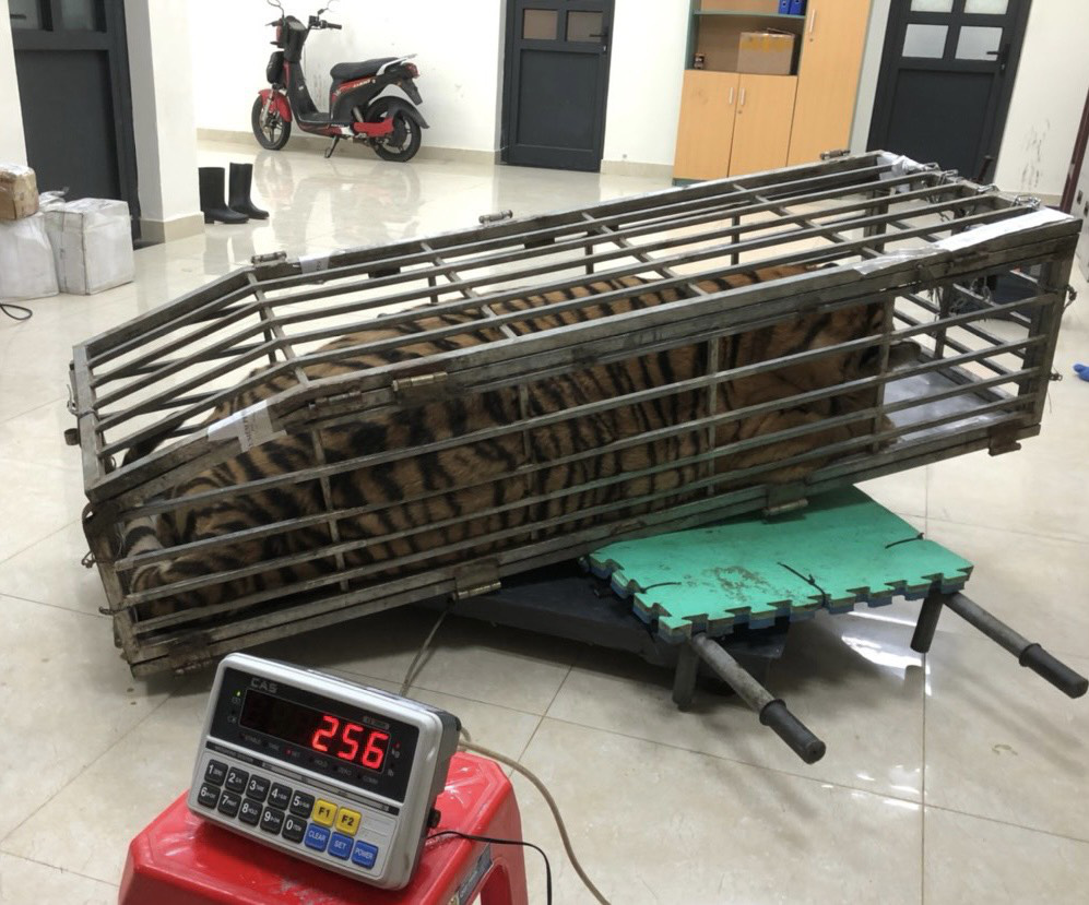 200kg tiger illegally transported in car in north-central Vietnam