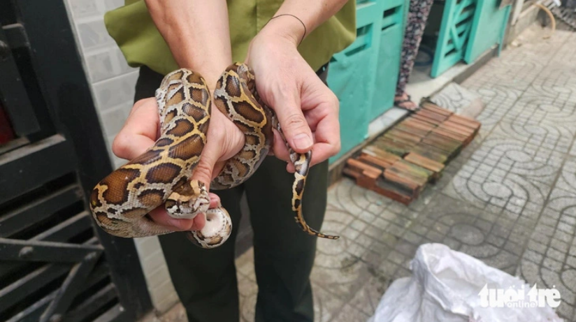 60cm python slithers onto woman's bed in wee hours in Ho Chi Minh City