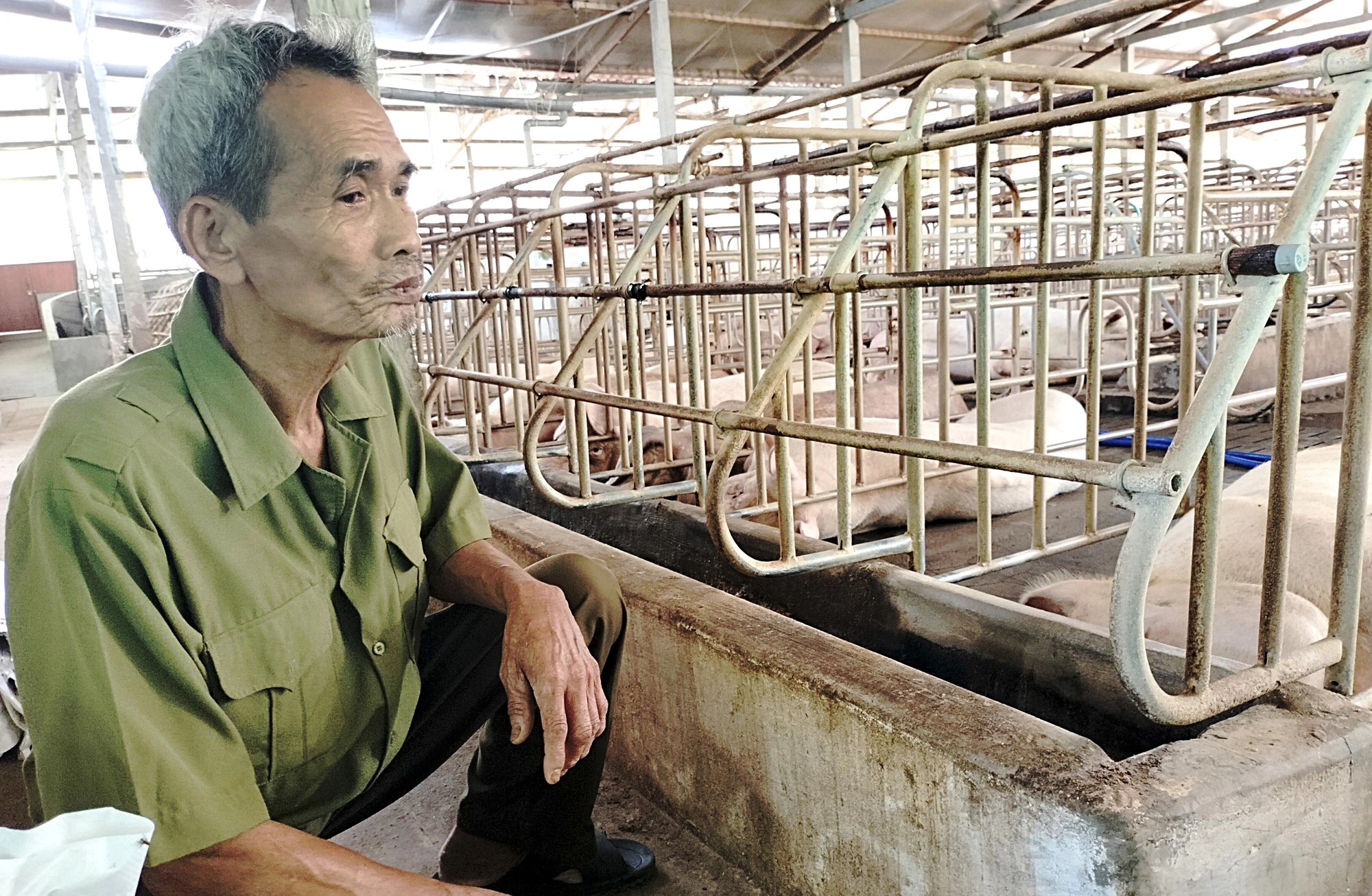 Farmers in southern Vietnam struggle with African swine fever