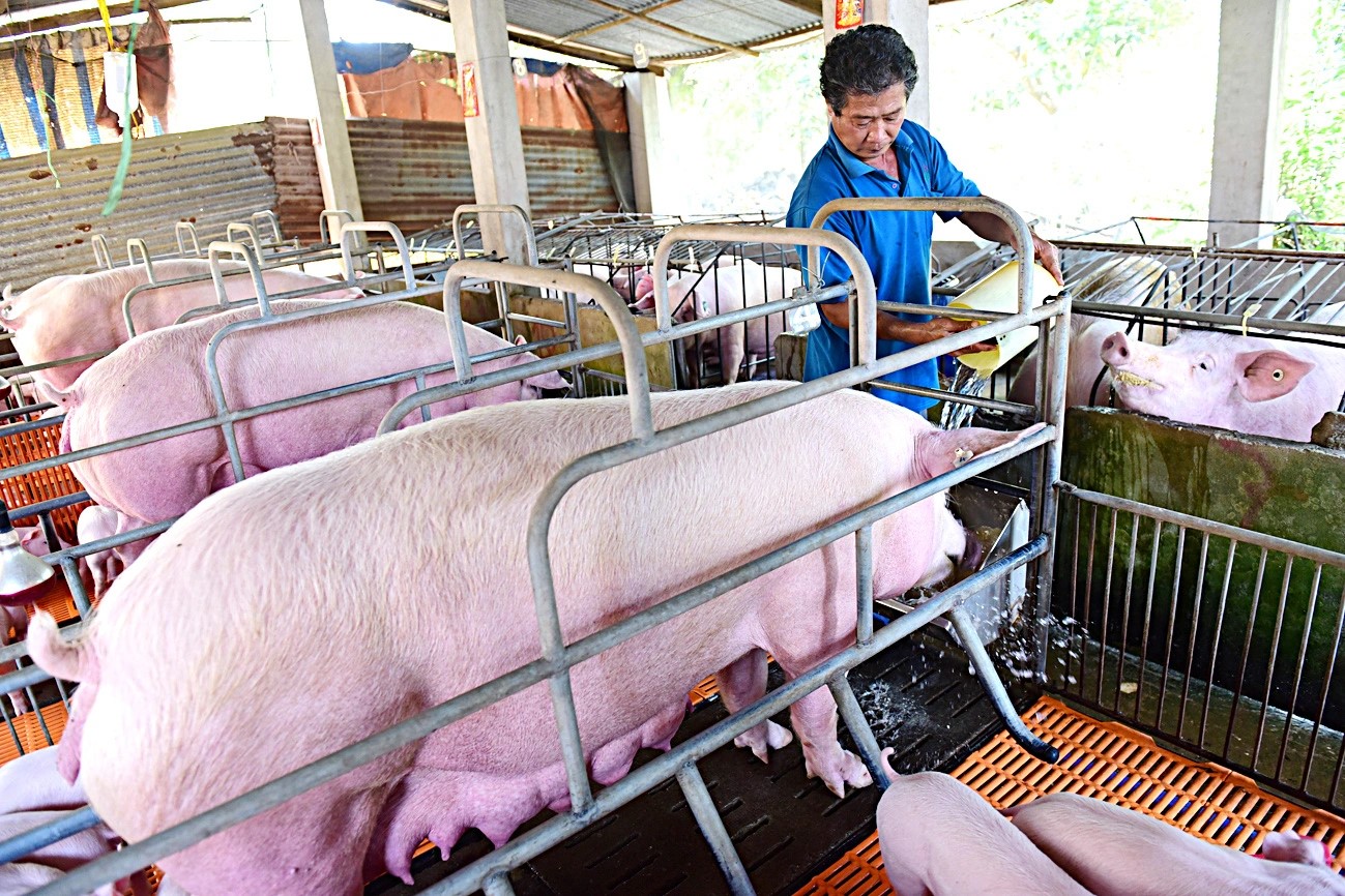 Some farmers seem reluctant to use the vaccine due to concerns about its effects. Photo: Quang Dinh / Tuoi Tre