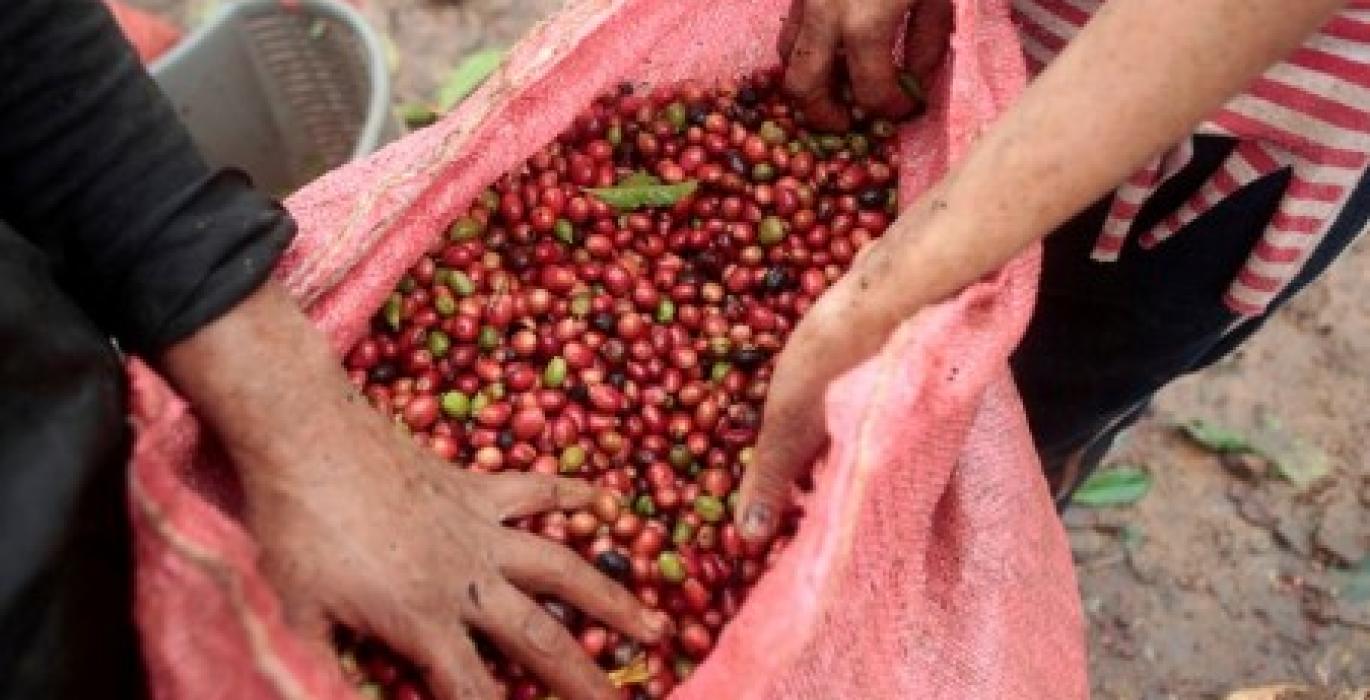 ASIA COFFEE-Vietnam domestic prices, Indonesia premium rise on thin supplies