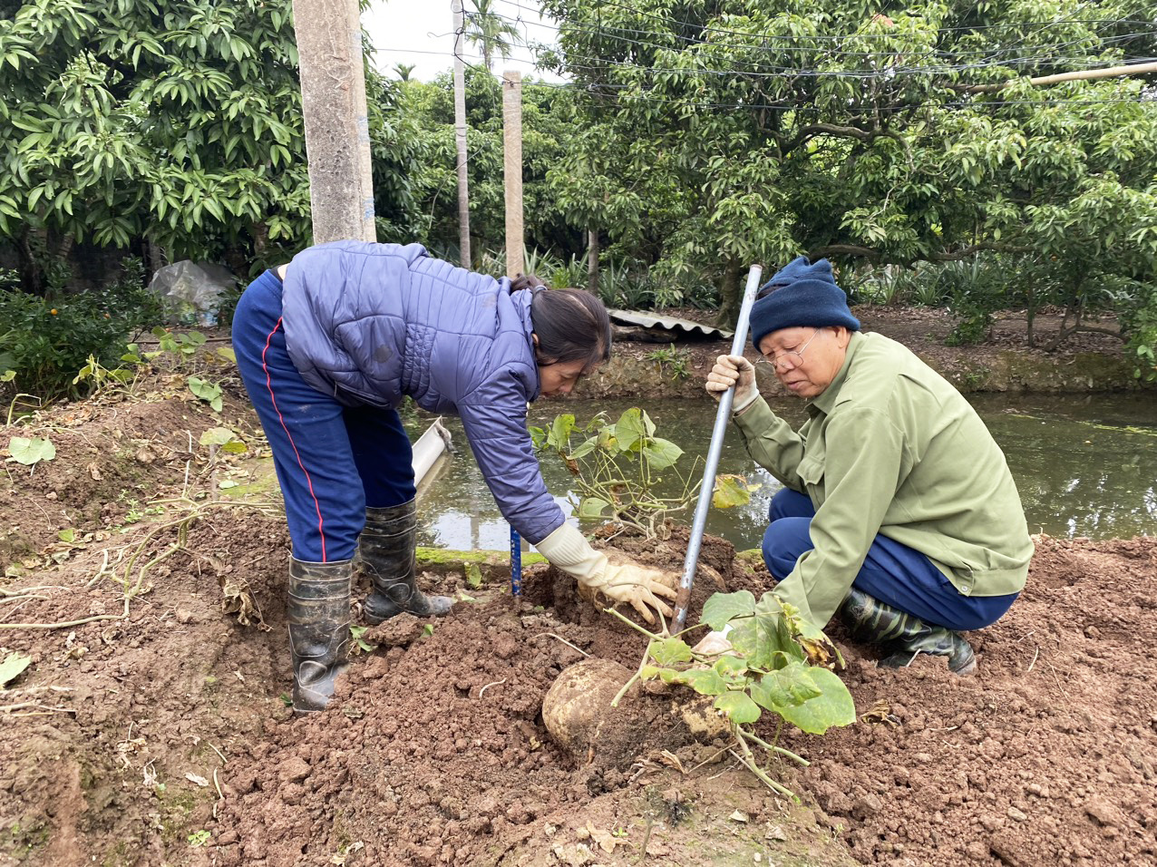 Tran Van Liem (R) and his family member harvest giant jicama in their garden in Thanh Ha District, Hai Duong Province, northern Vietnam. Photo: M.Nguyet / Tuoi Tre