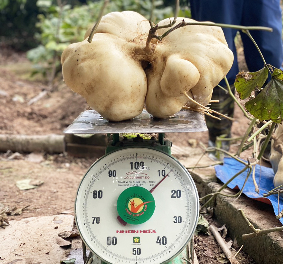 A giant jicama weighs 12 kilograms in Tran Van Liem's garden in Thanh Ha District, Hai Duong Province, northern Vietnam. Photo: M.Nguyet / Tuoi Tre