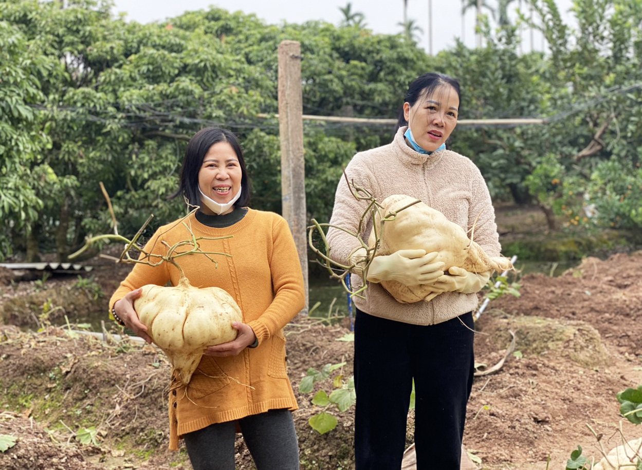 Tran Van Liem's family members hold giant jicama grown in his garden in Thanh Ha District, Hai Duong Province, northern Vietnam. Photo: M.Nguyet / Tuoi Tre