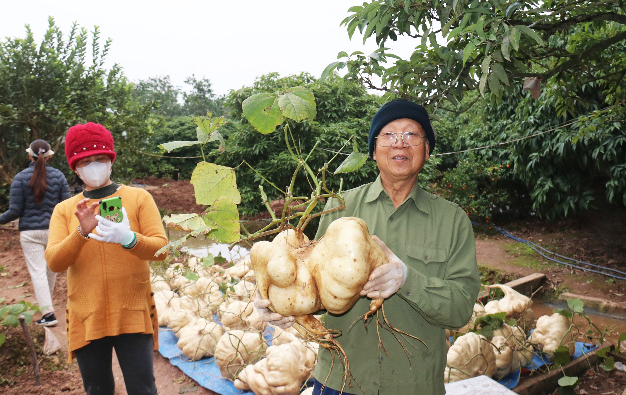 Farmer earns big from giant jicama in northern Vietnam