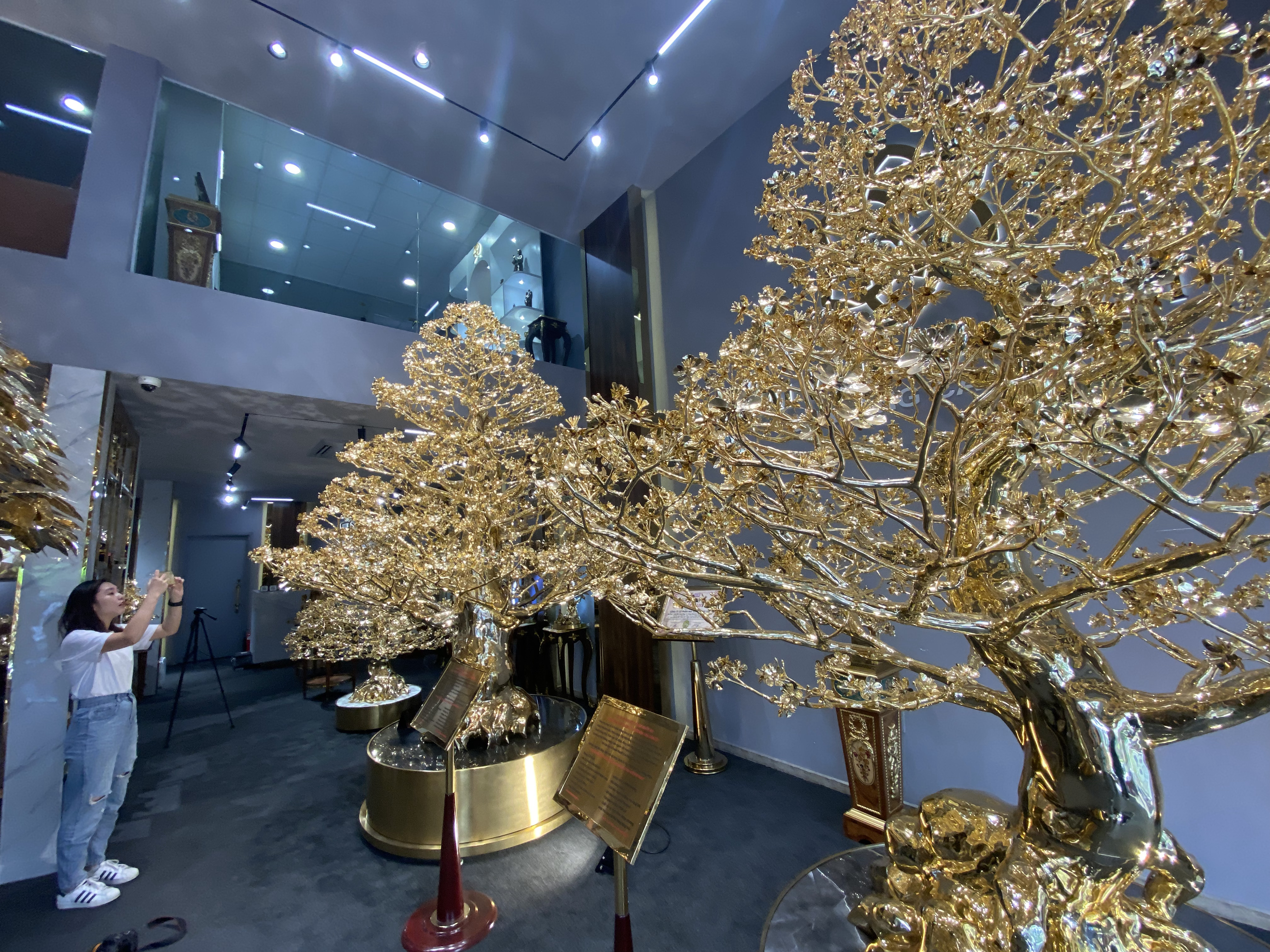Two huge gold-plated apricot blossom trees on display at the Mai Vang Rong Viet headquarters at 45 Nguyen Huu Canh Street in Binh Thanh District, Ho Chi Minh City. Photo: Ngoc Phuong / Tuoi Tre News