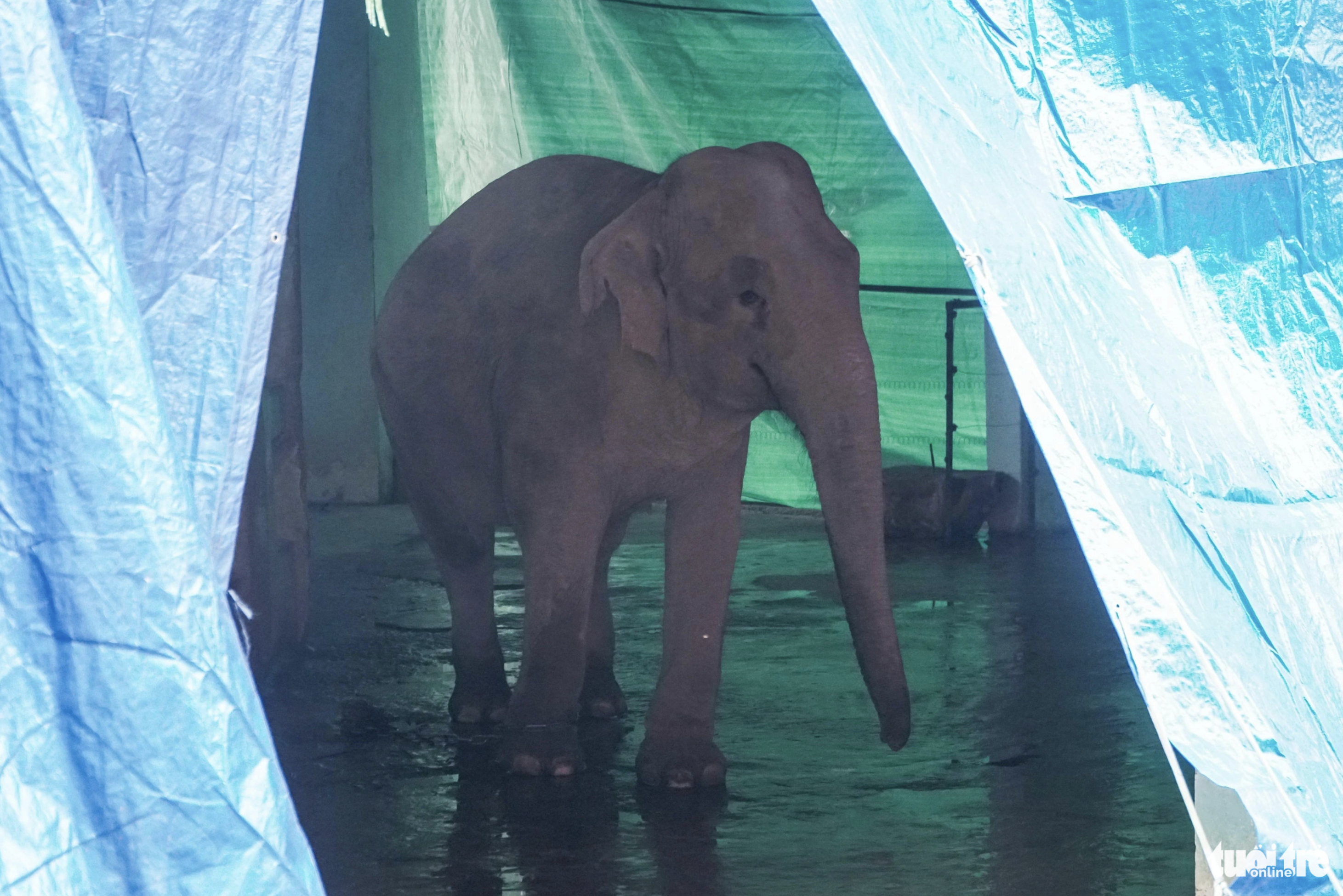 An elephant at Hanoi Zoo is kept inside an enclosure covered by sheets to avoid the cold weather. Photo: Pham Tuan / Tuoi Tre