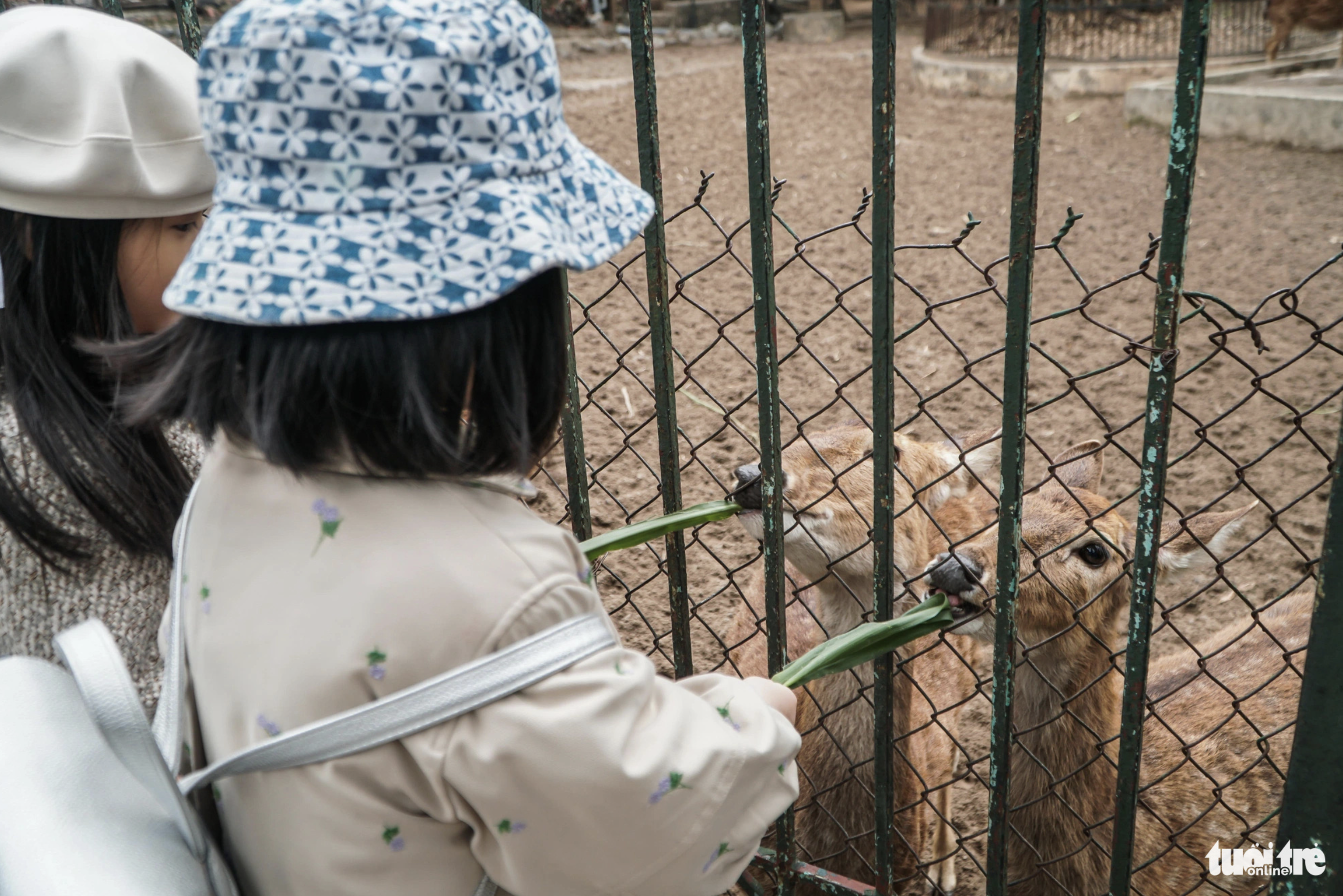 Young visitors feed the deer at Hanoi Zoo. Photo: Pham Tuan / Tuoi Tre