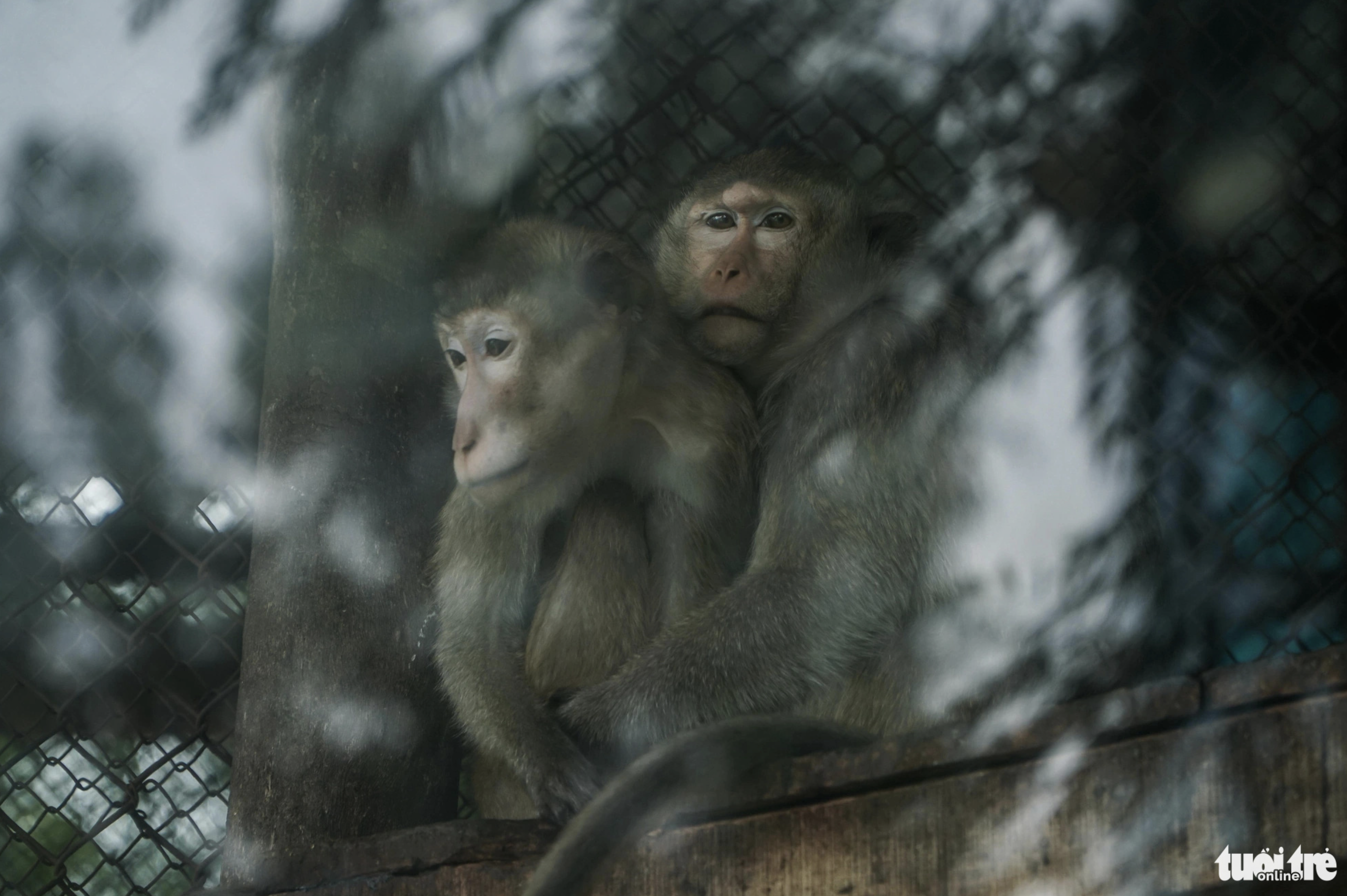 The freezing weather prevents monkeys at Hanoi Zoo from moving. Photo: Pham Tuan / Tuoi Tre