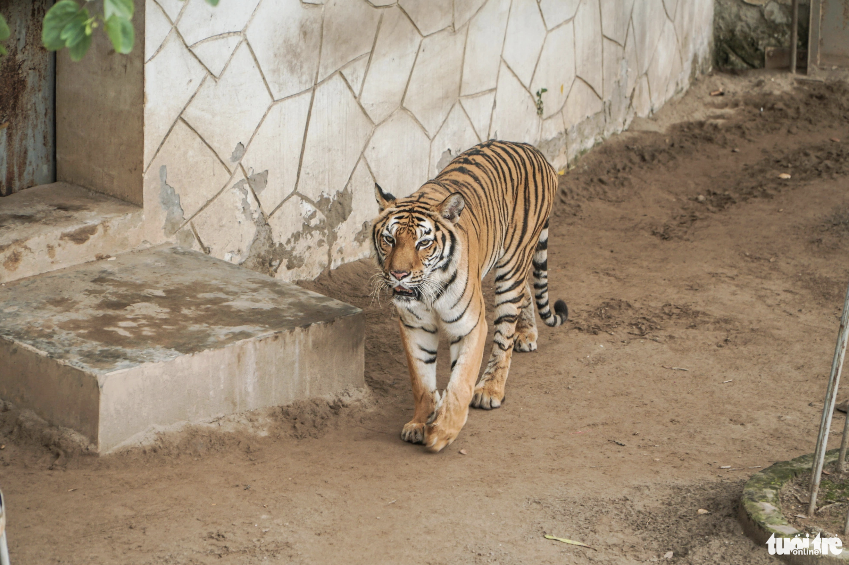 The tiger enclosure has heaters installed to keep the animals warm. Photo: Pham Tuan / Tuoi Tre