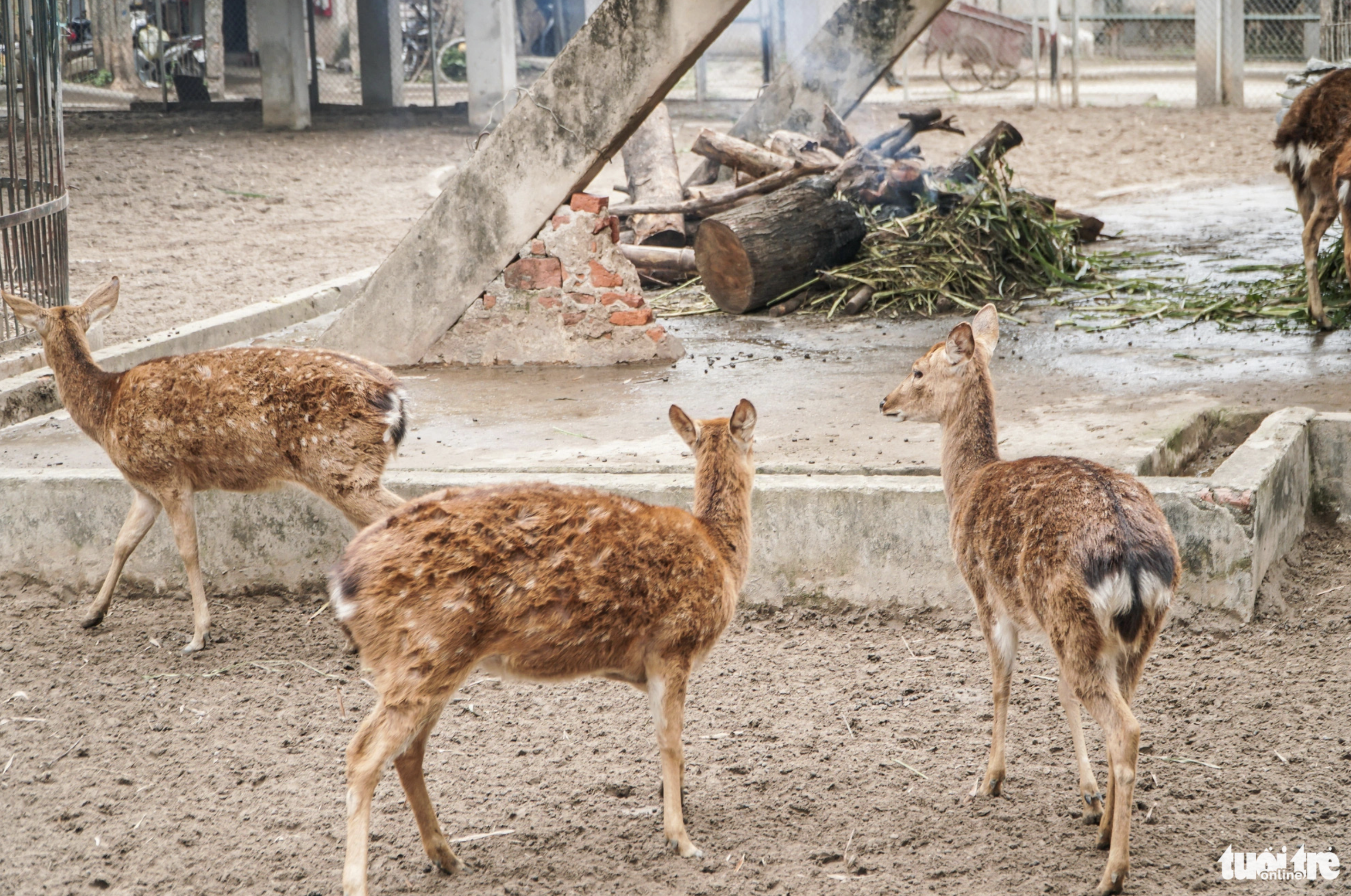 Zookeepers start fires to help deer get the heat. Photo: Pham Tuan / Tuoi Tre