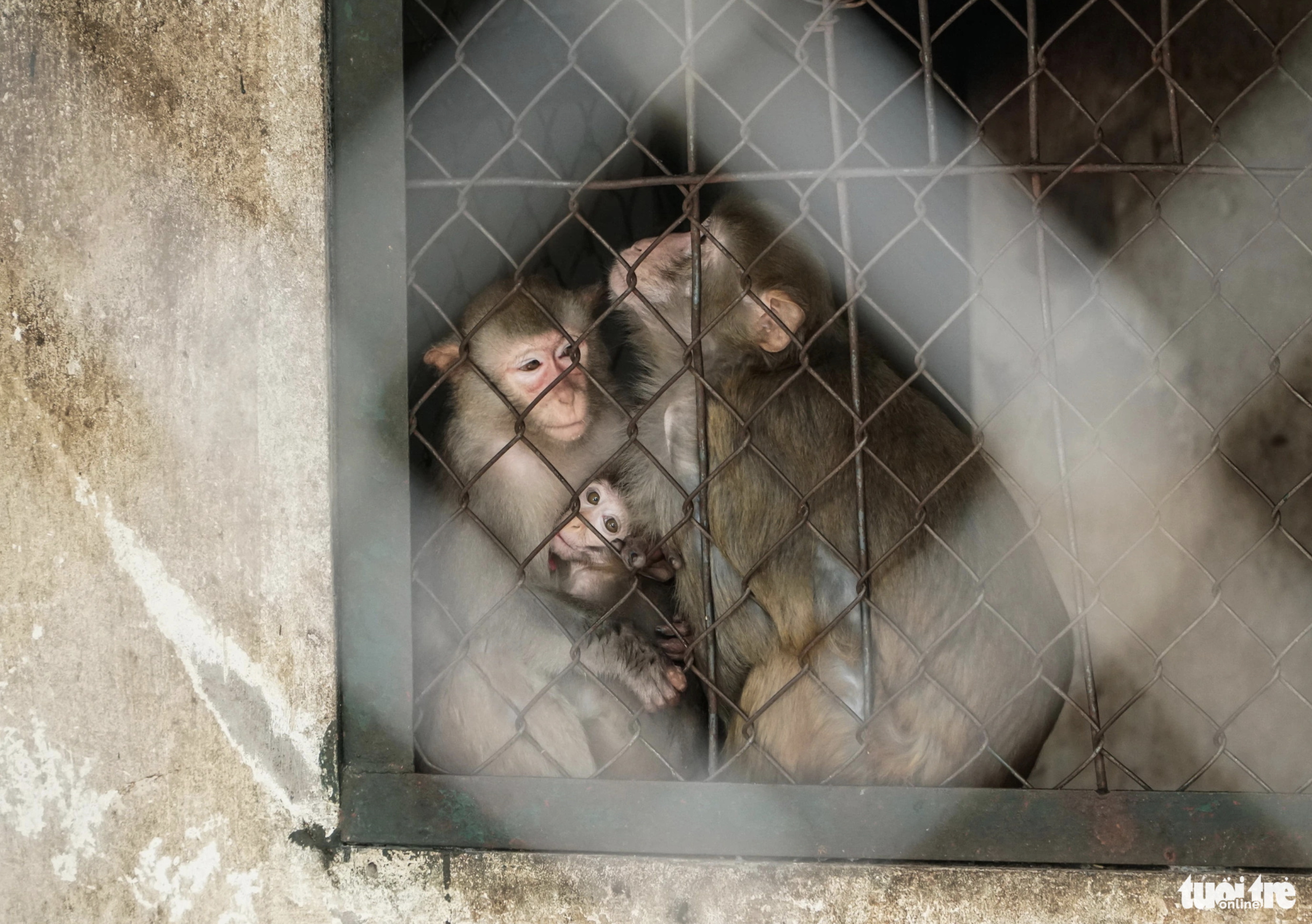 Monkeys huddle together for warmth at Hanoi zoo