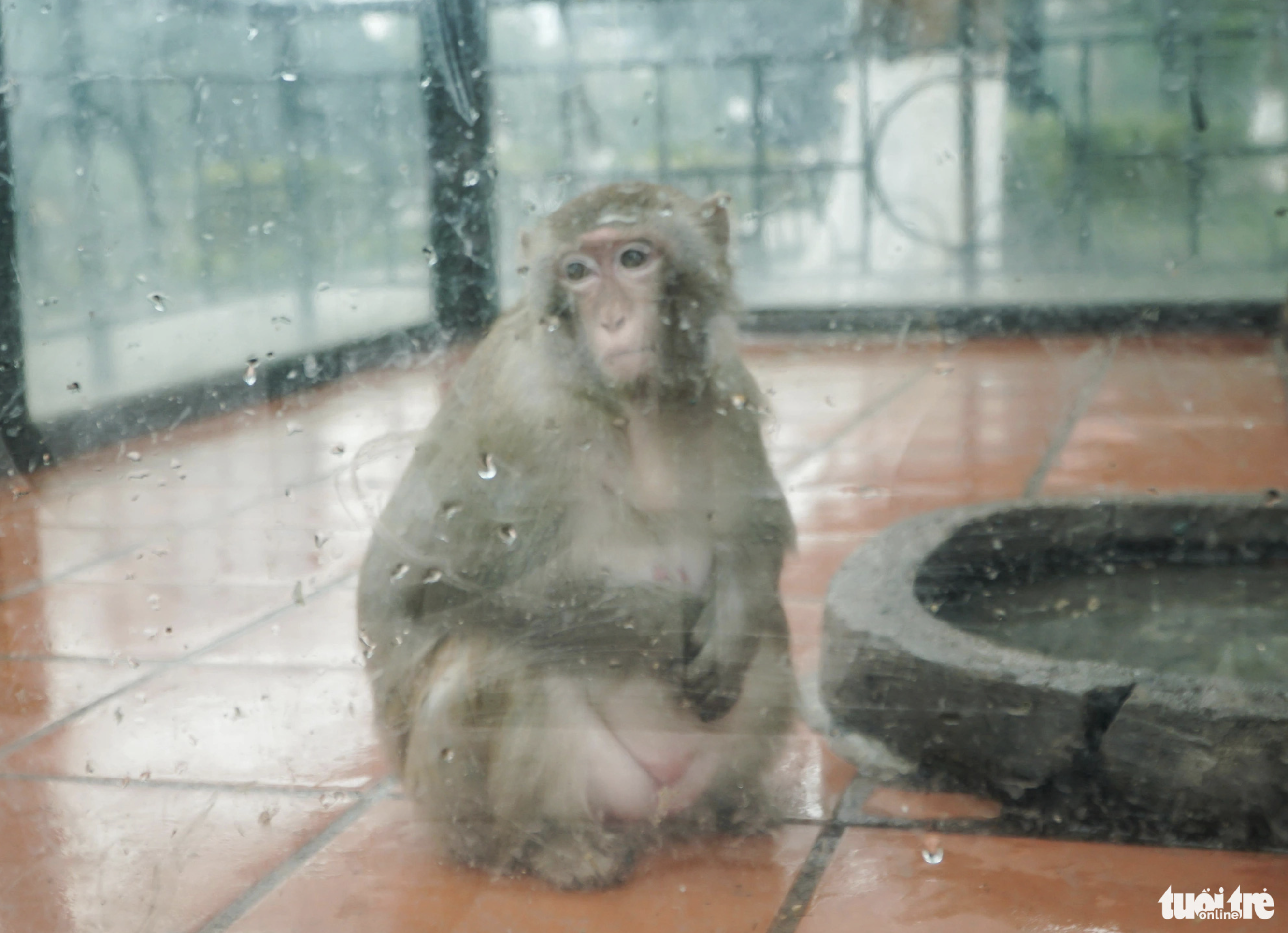 A monkey stoops down due to the cold weather. Photo: Pham Tuan / Tuoi Tre