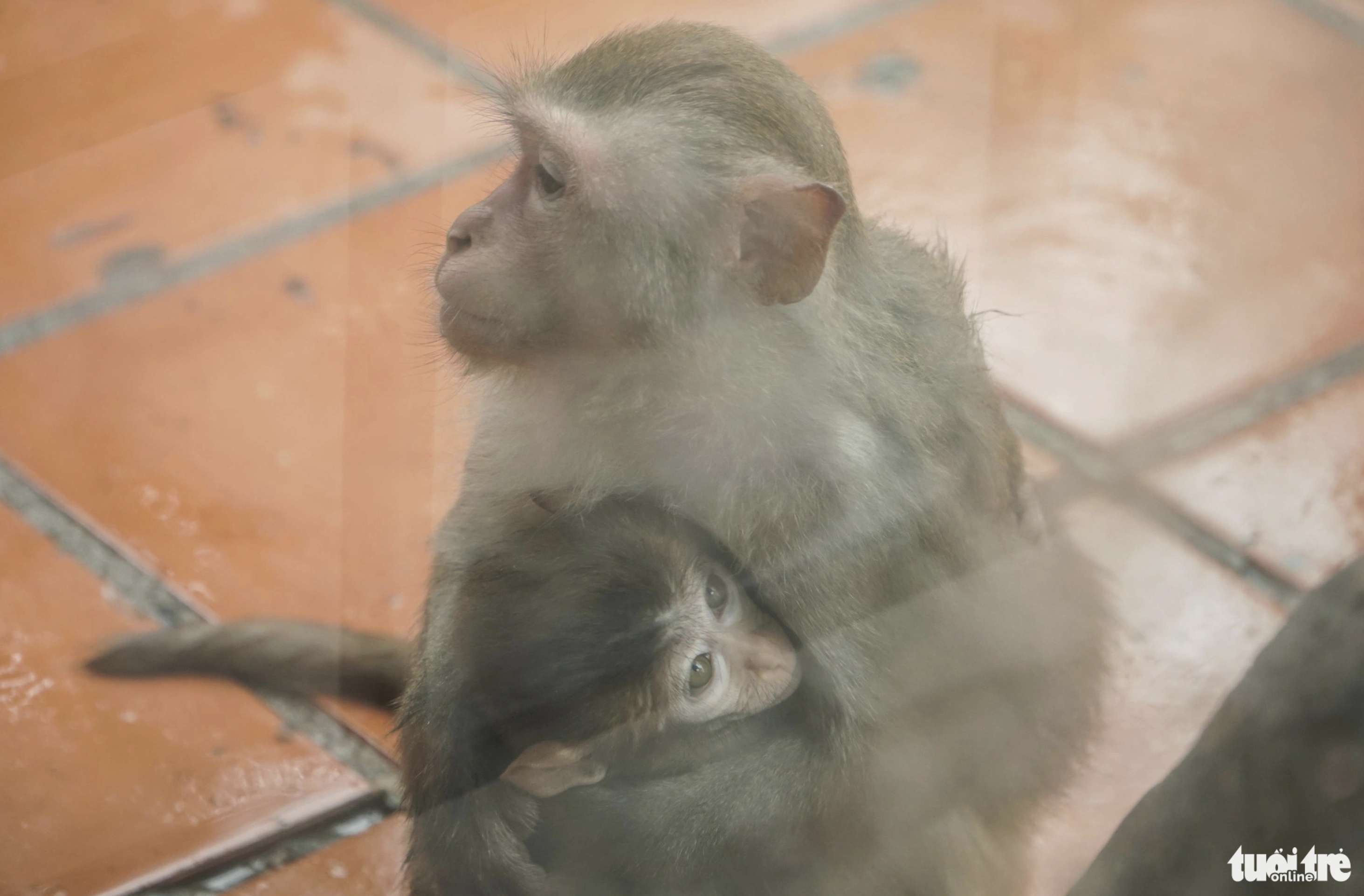 A mother primate cuddles her baby to shield it from the biting cold. Photo: Pham Tuan / Tuoi Tre