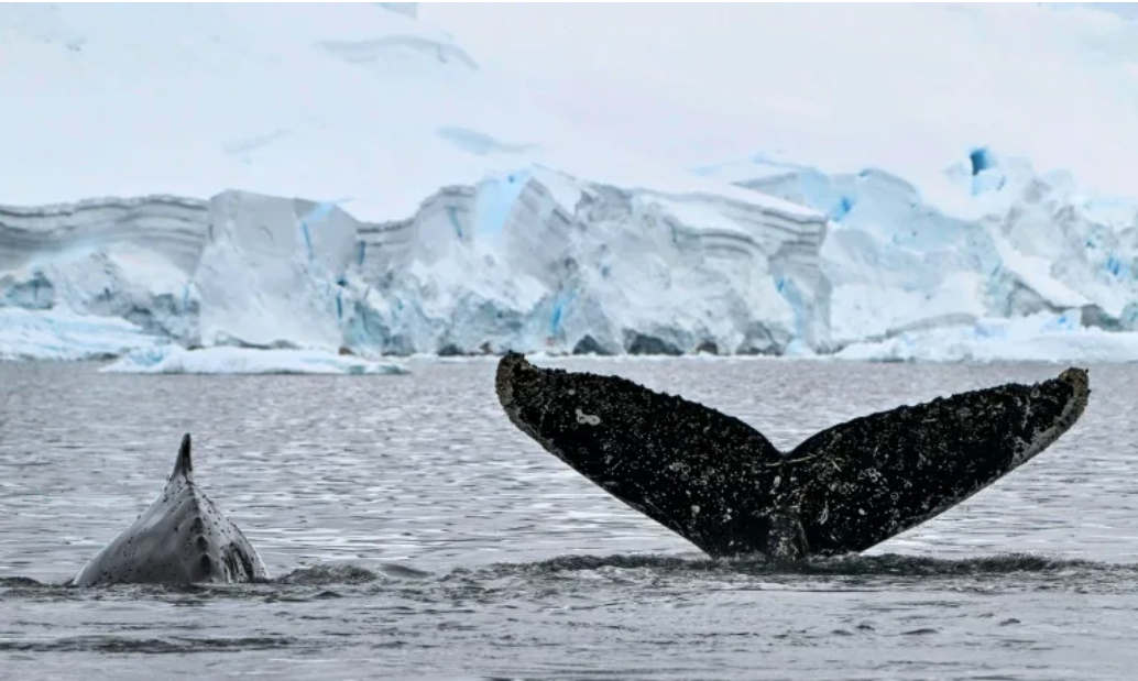 In Antarctica, scientists study extent of microplastics