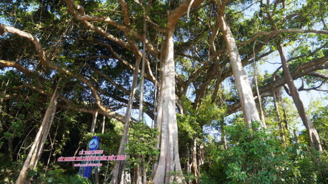 Under the Banyan Tree in Vietnam