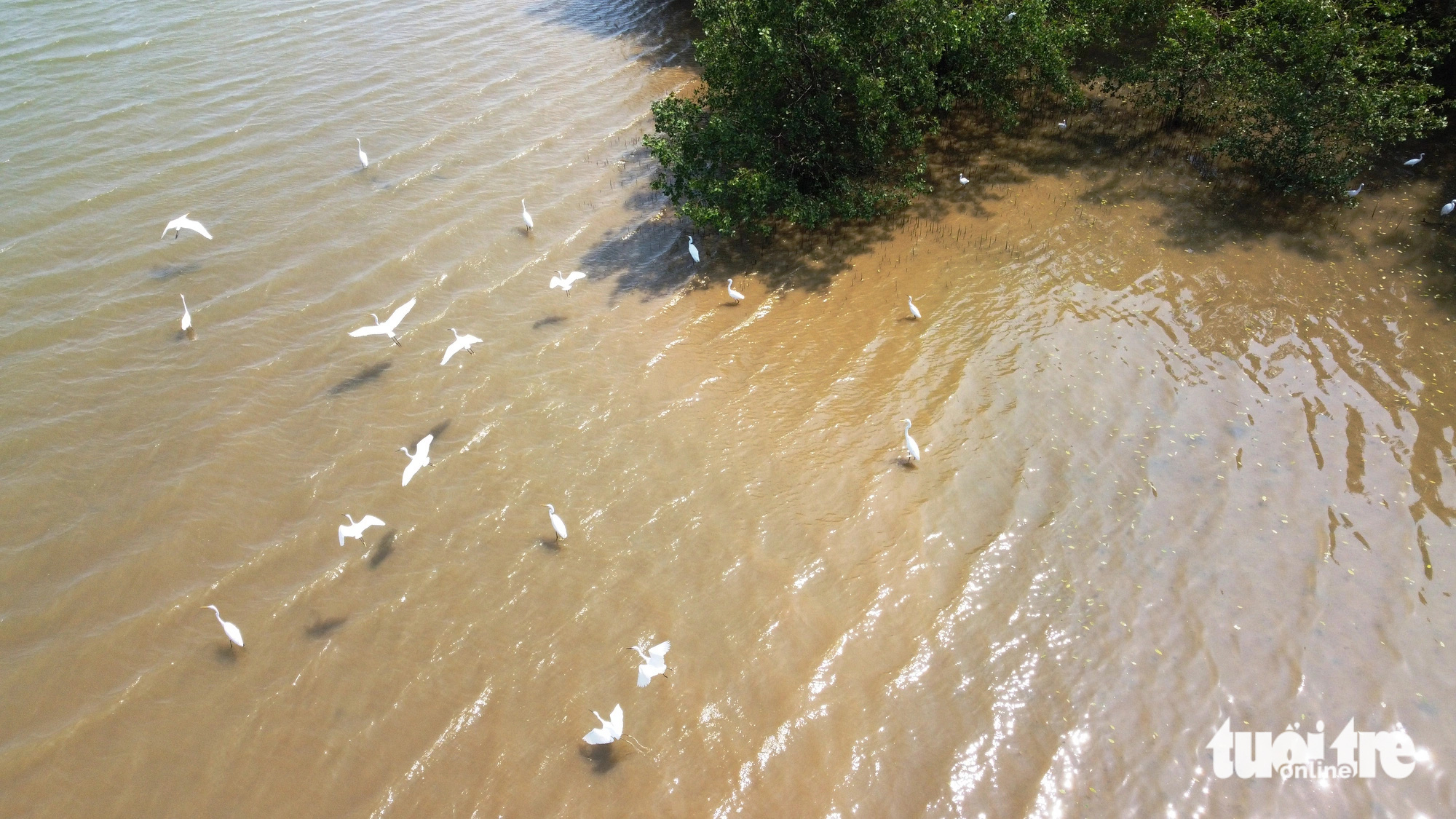 Unique scene: Storks forage on Da Nang’s river