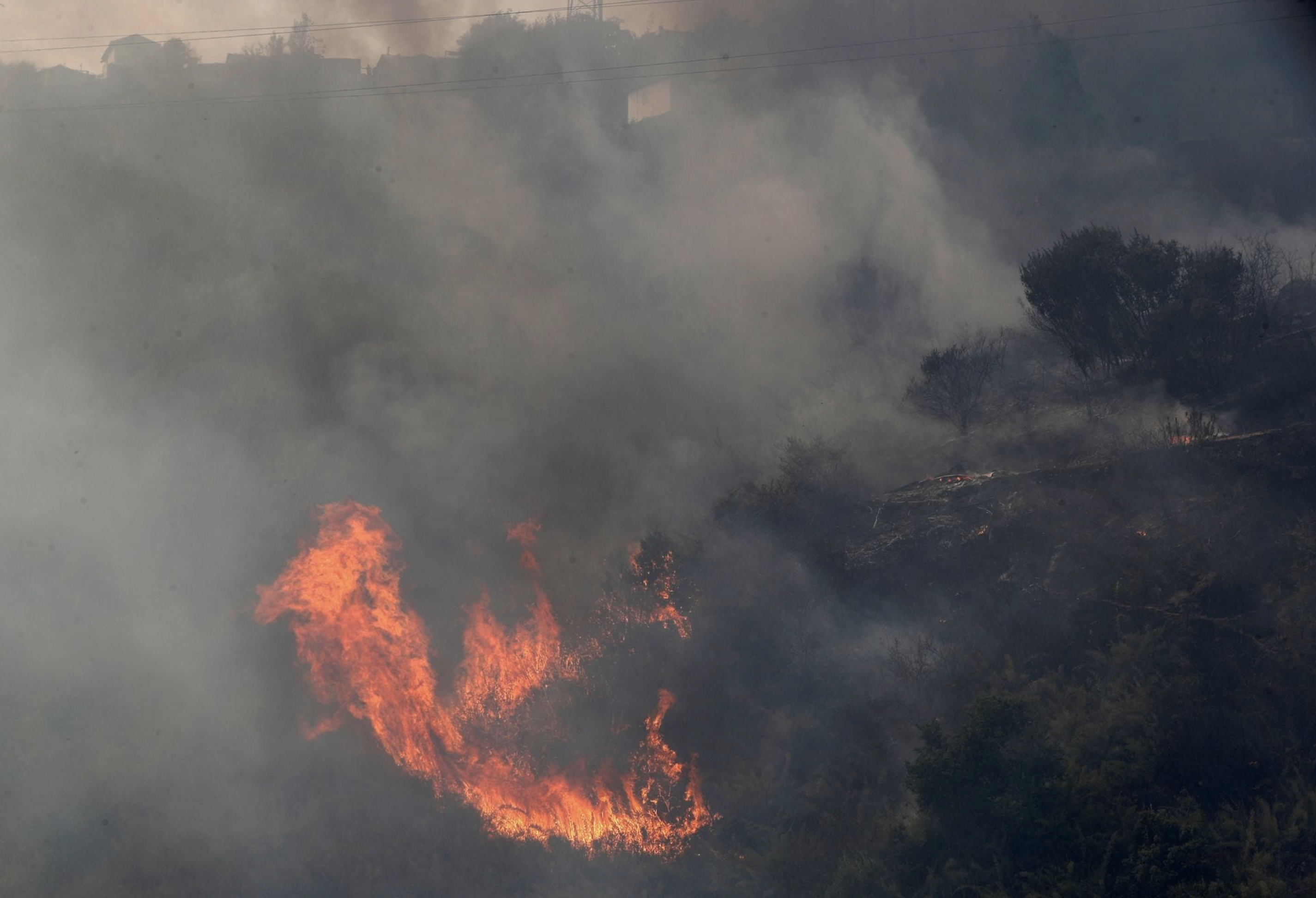 Trees burn amid the spread of wildfires in Vina del Mar, Chile February 3, 2024. Photo: Reuters