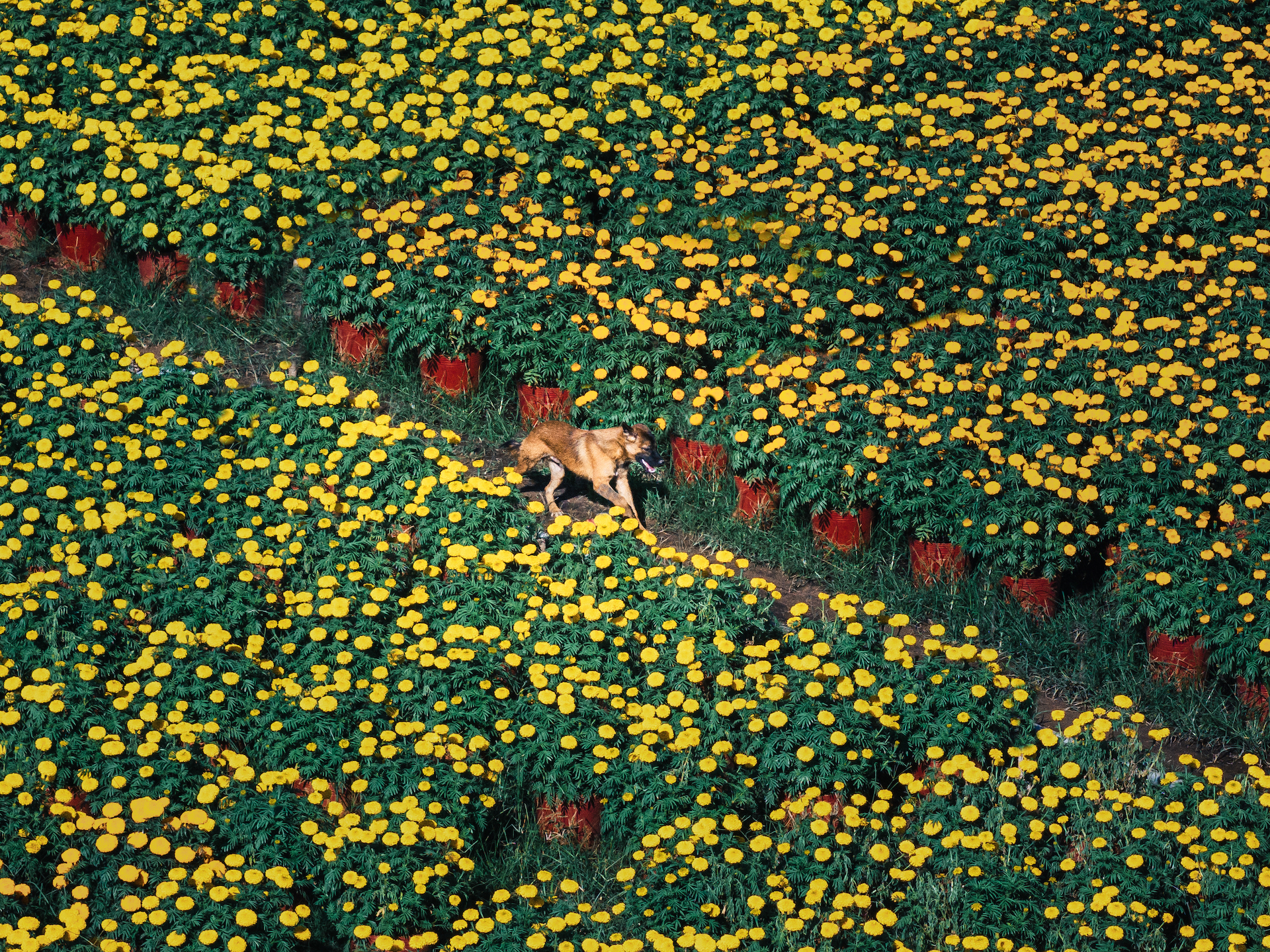A dog walks on a field of Tet flowers in the southern region of Vietnam. Photo: Jet Anthony De La Cruz