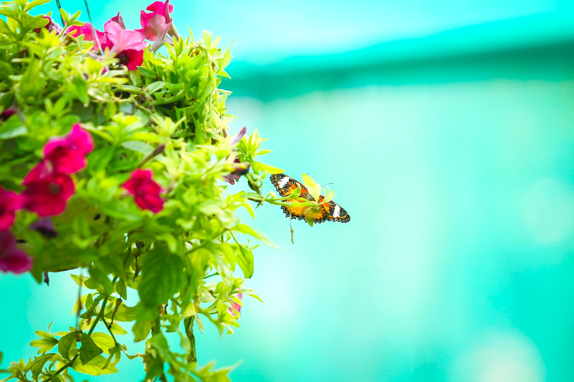 Saigon Zoo and Botanical Gardens reopens 500sqm butterfly garden for Tet
