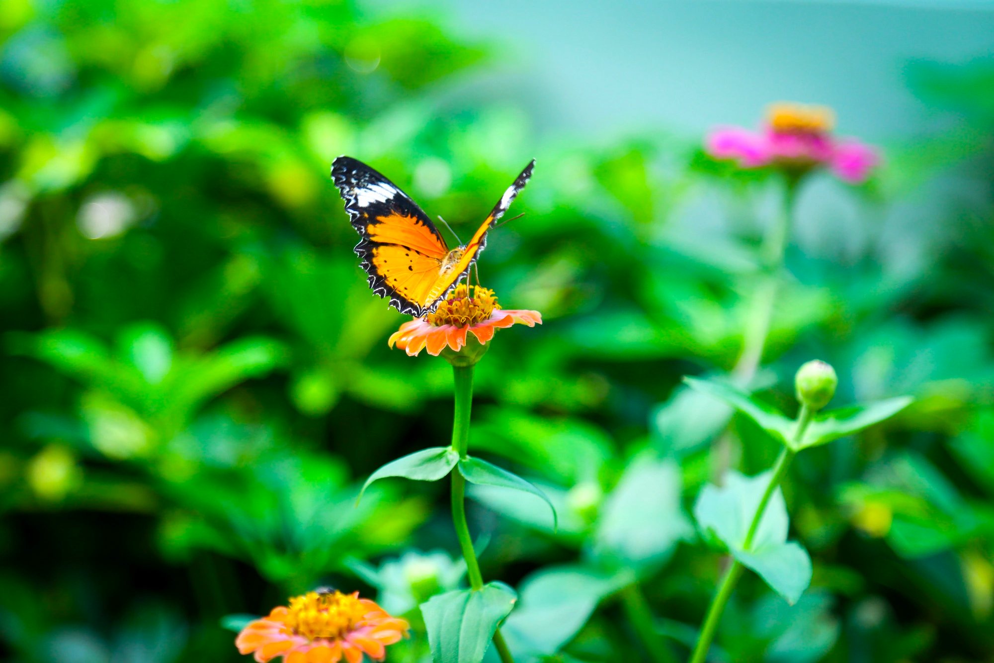 A butterfly at the butterfly garden in the Saigon Zoo and Botanical Gardens, District 1, Ho Chi Minh City on February 6, 2024. Photo: Phuong Quyen / Tuoi Tre