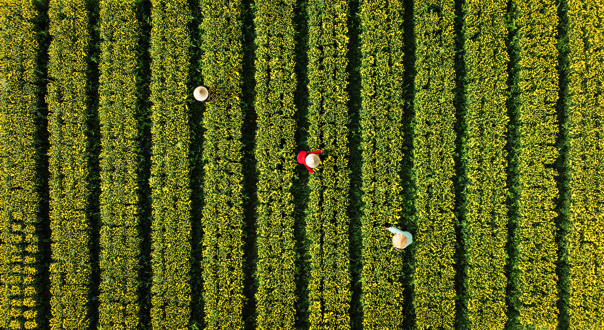 Farmers takes care of Tet flowers on a field in the southern region of Vietnam. Photo: Jet Anthony De La Cruz