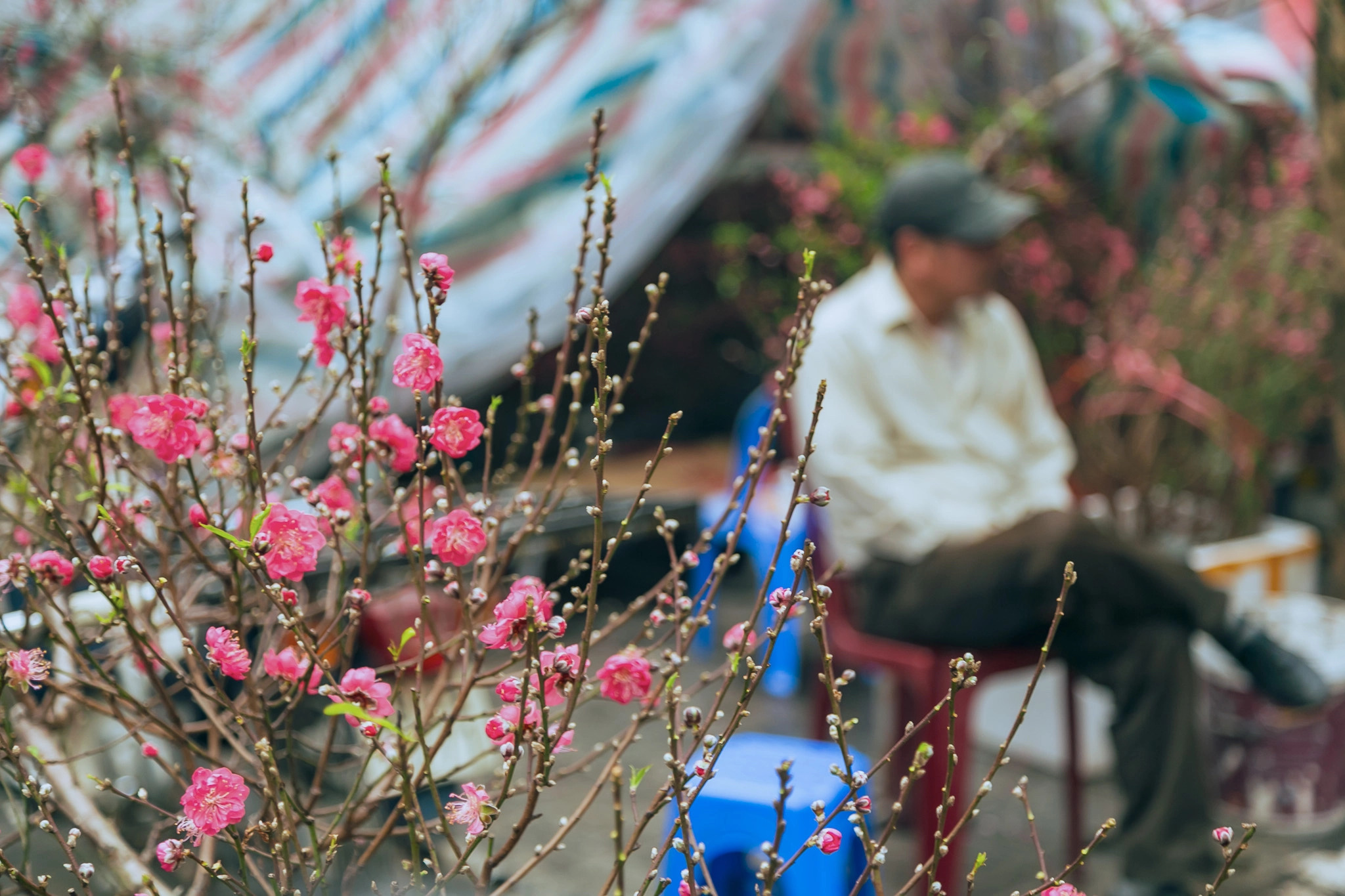 Peach blossoms signal Tet in Hanoi. Photo: Lee Hyo-seung