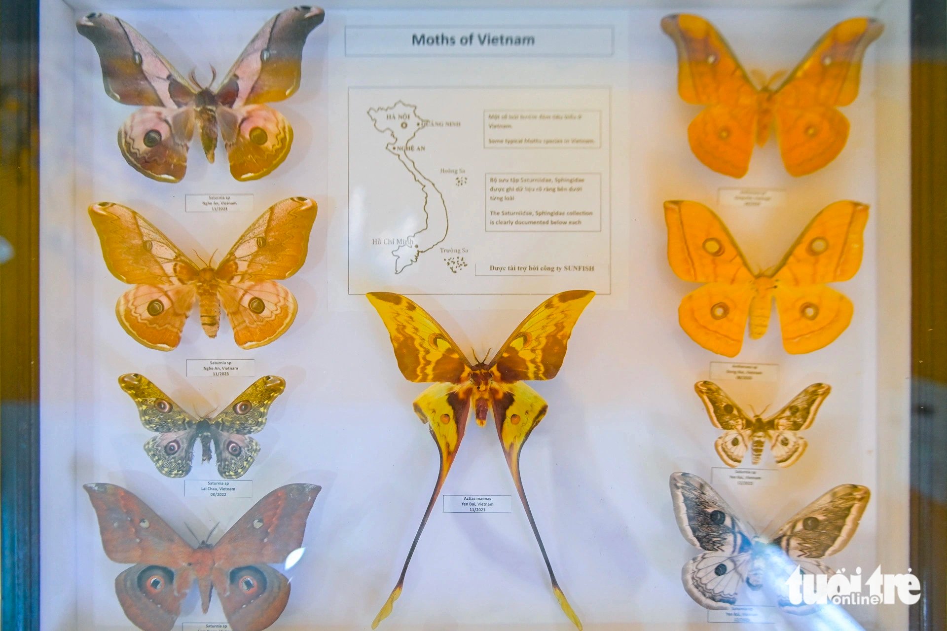 Butterfly specimens are displayed at the butterfly garden in the Saigon Zoo and Botanical Gardens, District 1, Ho Chi Minh City on February 6, 2024. Photo: Phuong Quyen / Tuoi Tre