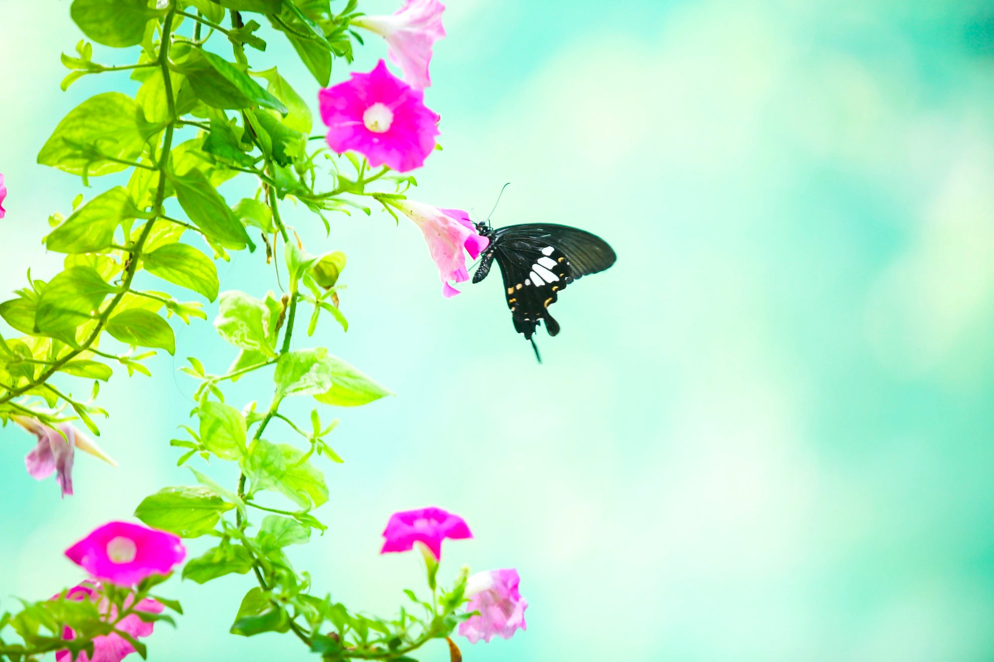 A butterfly at the butterfly garden in the Saigon Zoo and Botanical Gardens, District 1, Ho Chi Minh City on February 6, 2024. Photo: Phuong Quyen / Tuoi Tre