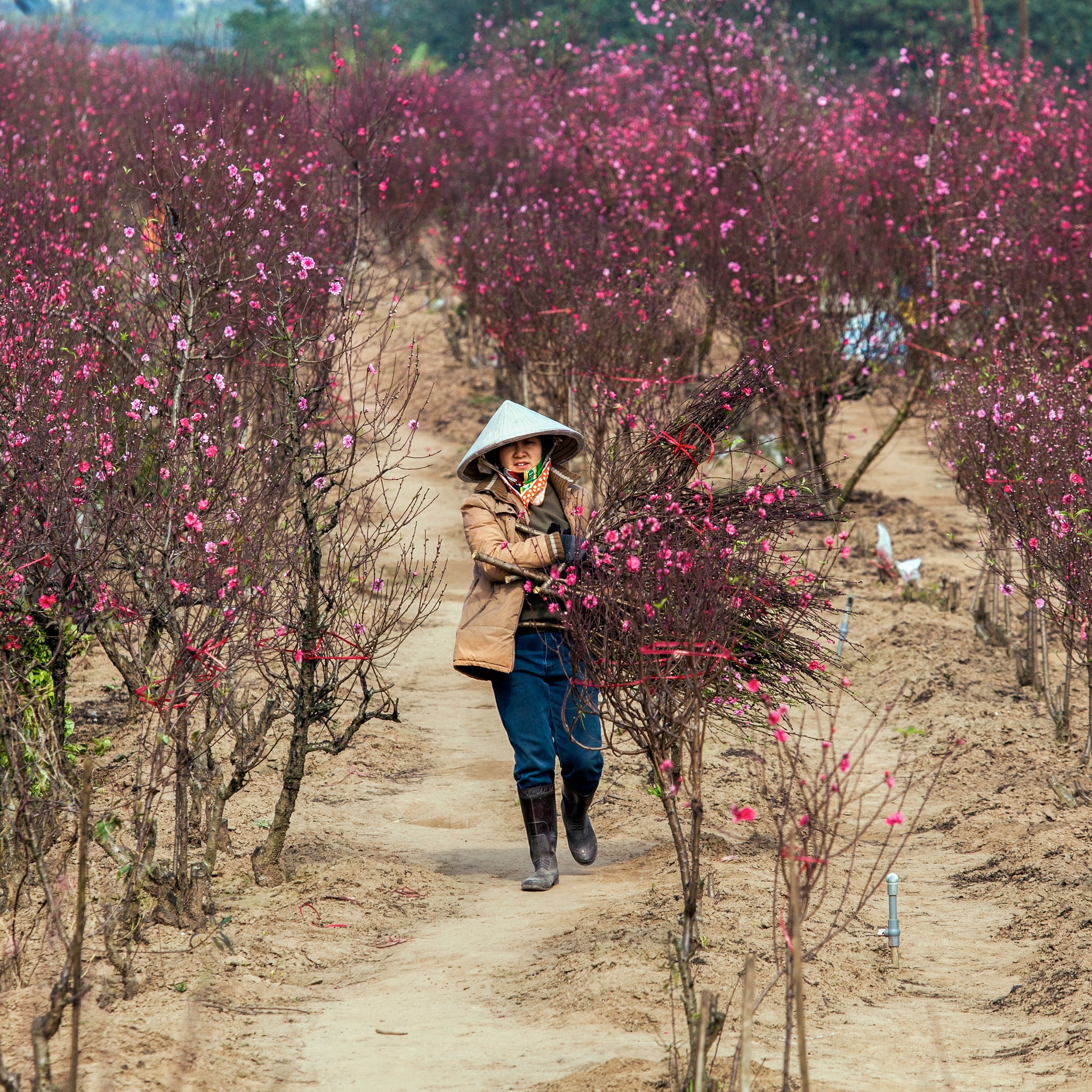 A peach blossom garden in Hanoi. Photo: Marcus Lacey