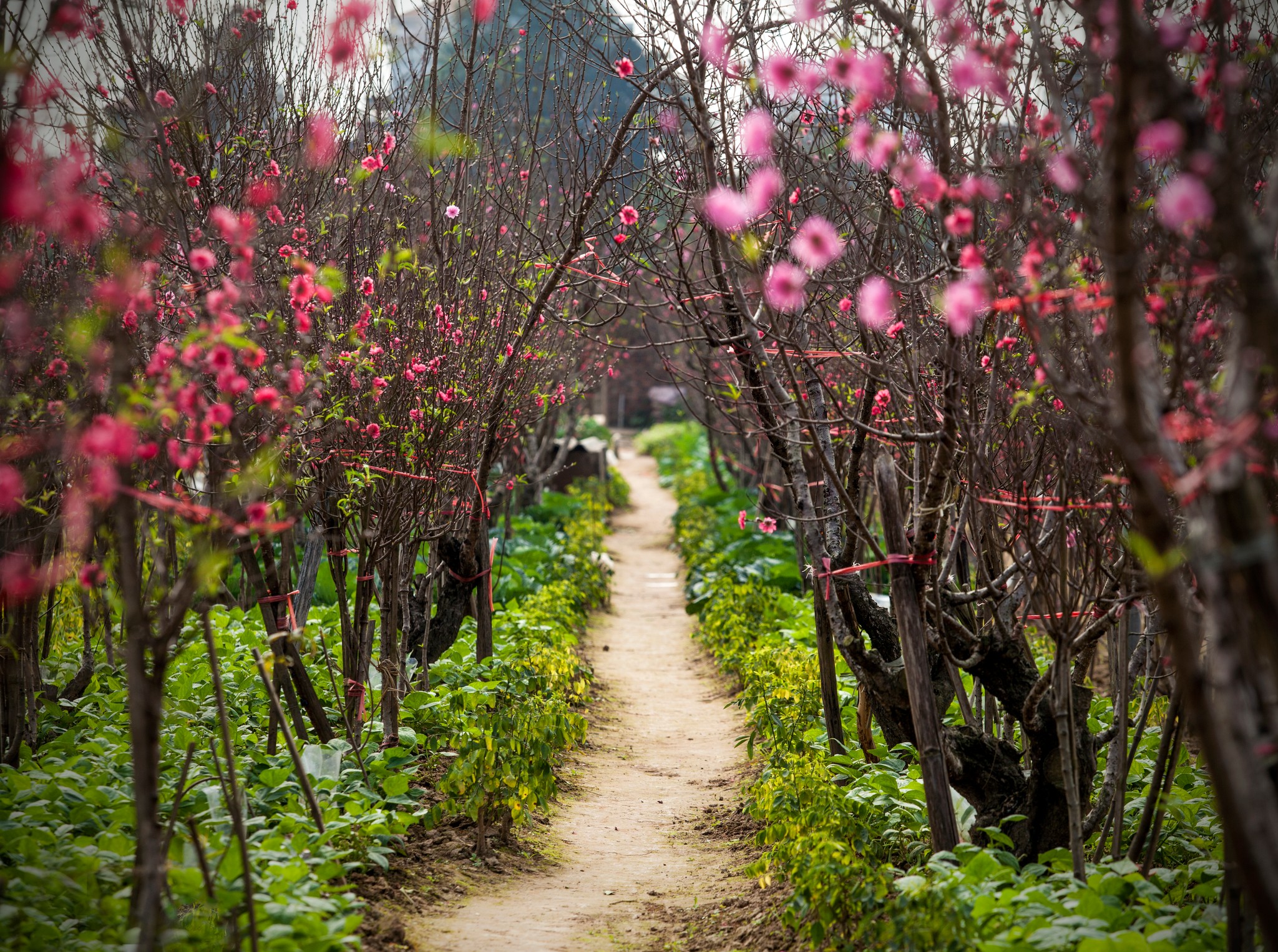 A peach blossom garden in Hanoi. Photo: Marcus Lacey