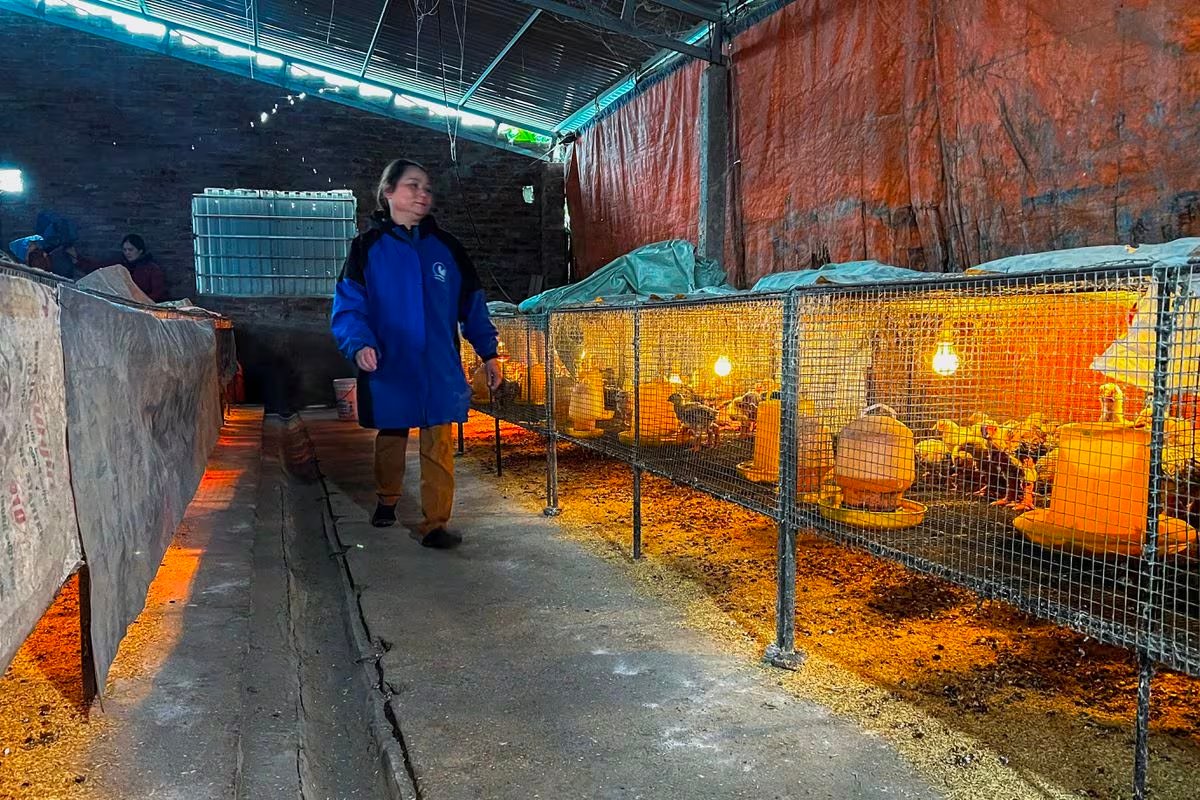 A farmer walks inside a Dong Tao chicken farm, also known as 'Dragon Chicken,' at Dong Tao village, in Hung Yen province, Vietnam, January 31, 2024. Photo: Reuters