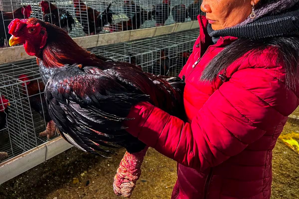 A woman holds up a Dong Tao chicken, also known as 'Dragon Chicken,' at Dong Tao village, in Hung Yen province, Vietnam, January 31, 2024. Photo: Reuters