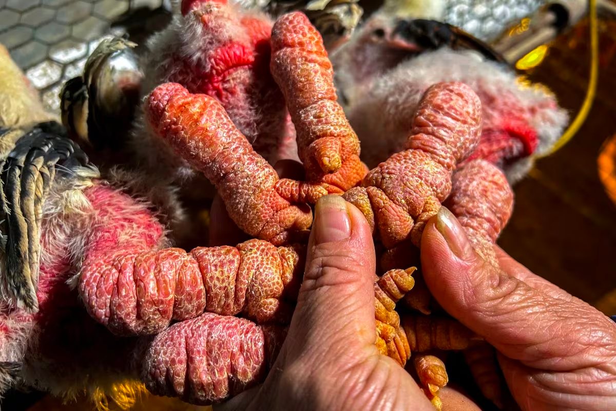 A farmer holds the feet of baby Dong Tao chicken, also known as 'Dragon Chicken,' at Dong Tao village, in Hung Yen province, Vietnam, January 31, 2024. Photo: Reuters