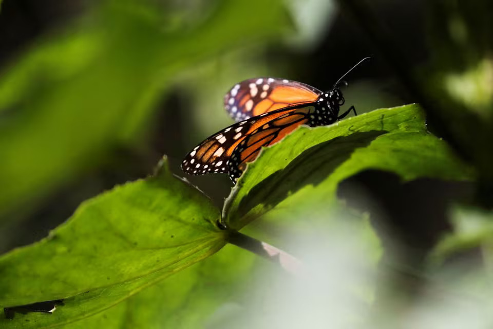 monarch butterfly rests on a leaf at the Sierra Chincua butterfly sanctuary in Angangeo, Michoacan state, Mexico December 3, 2022. REUTERS/Raquel Cunha/File Photo