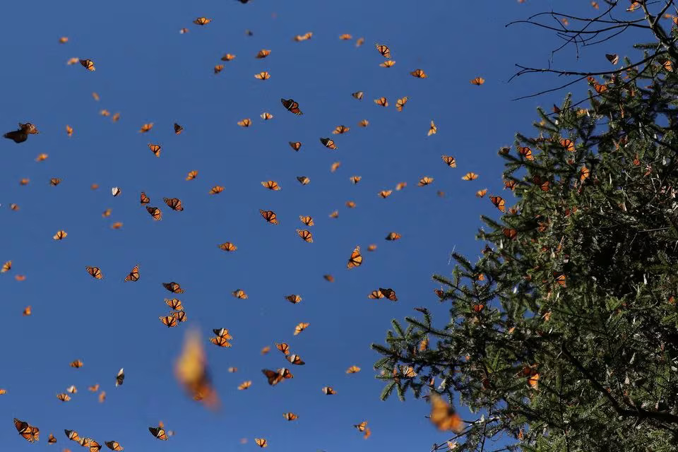 Monarch butterflies fly at the Sierra Chincua butterfly sanctuary in Angangeo, Michoacan state, Mexico. December 3, 2022 REUTERS/Raquel Cunha TPX IMAGES OF THE DAY/File Photo