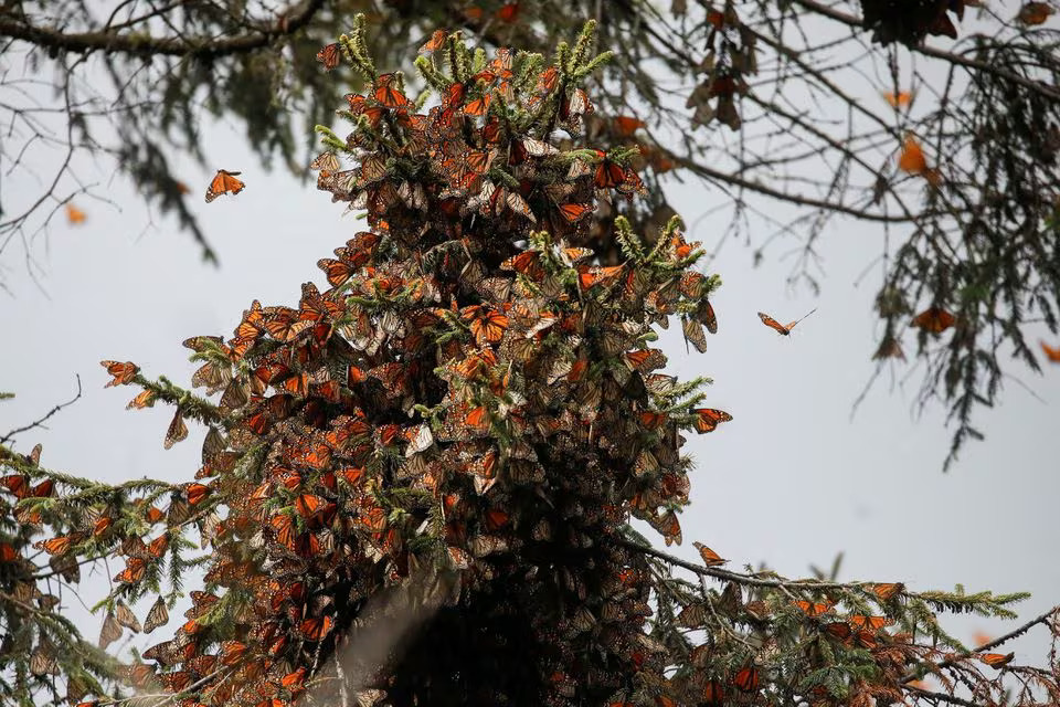 Monarch butterflies rest on a tree at the Sierra Chincua butterfly sanctuary in Angangeo, Michoacan state, Mexico December 6, 2023. REUTERS/Raquel Cunha/File Photo