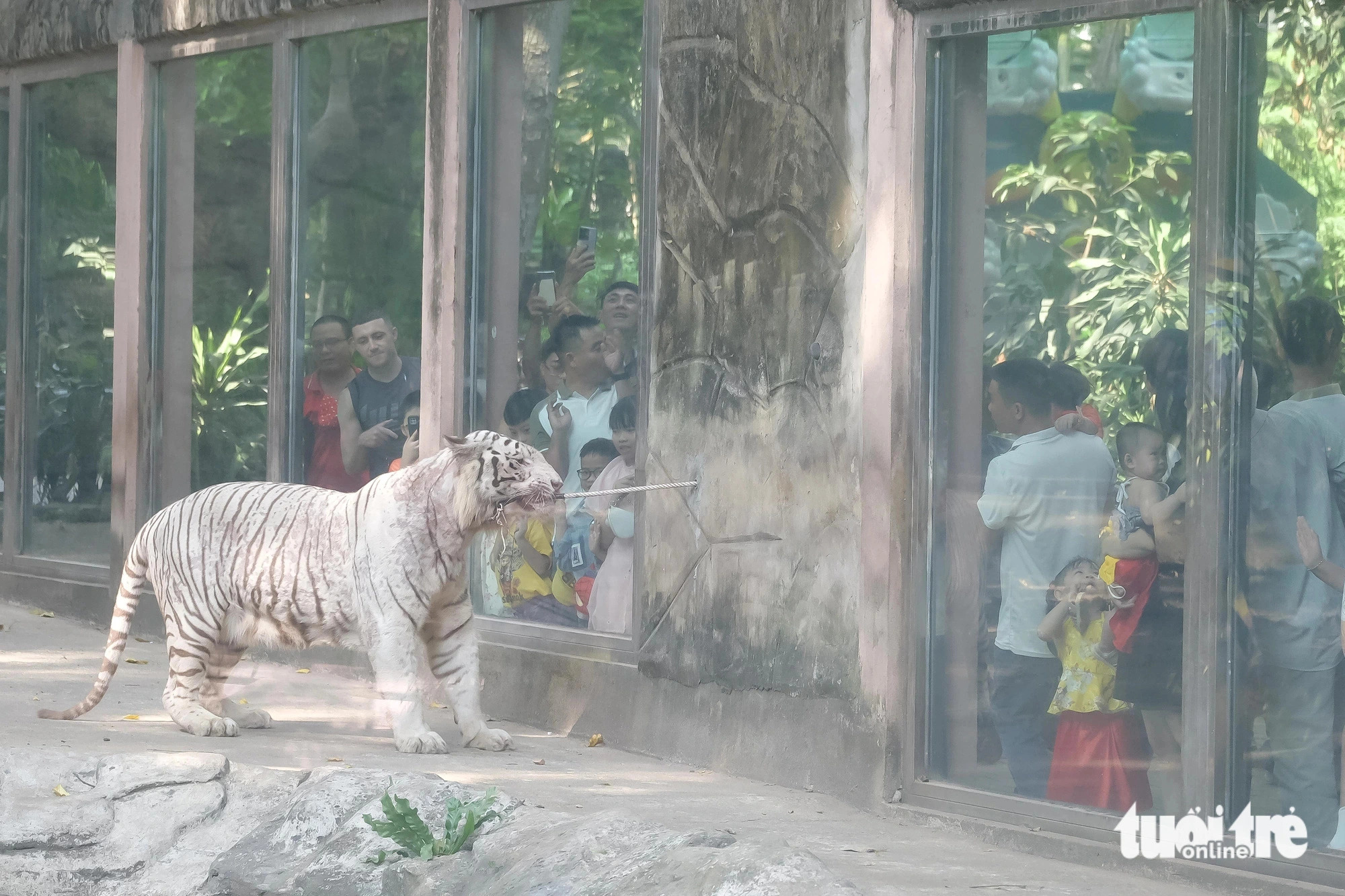 Saigon zoogoers allowed to play tug of war with tiger on Tet holiday