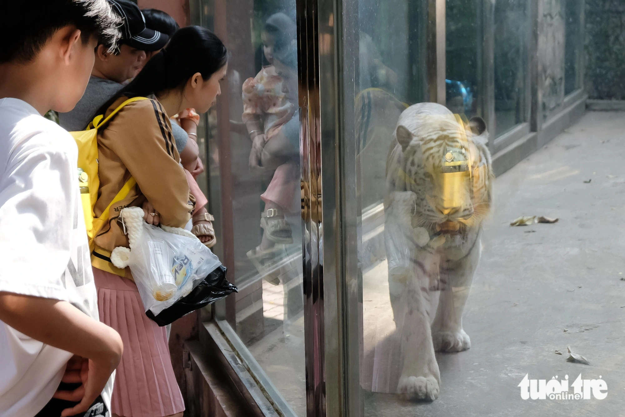 Zoogoers visit the white, endangered tiger, February 10, 2024. Photo: Phuong Nhi / Tuoi Tre