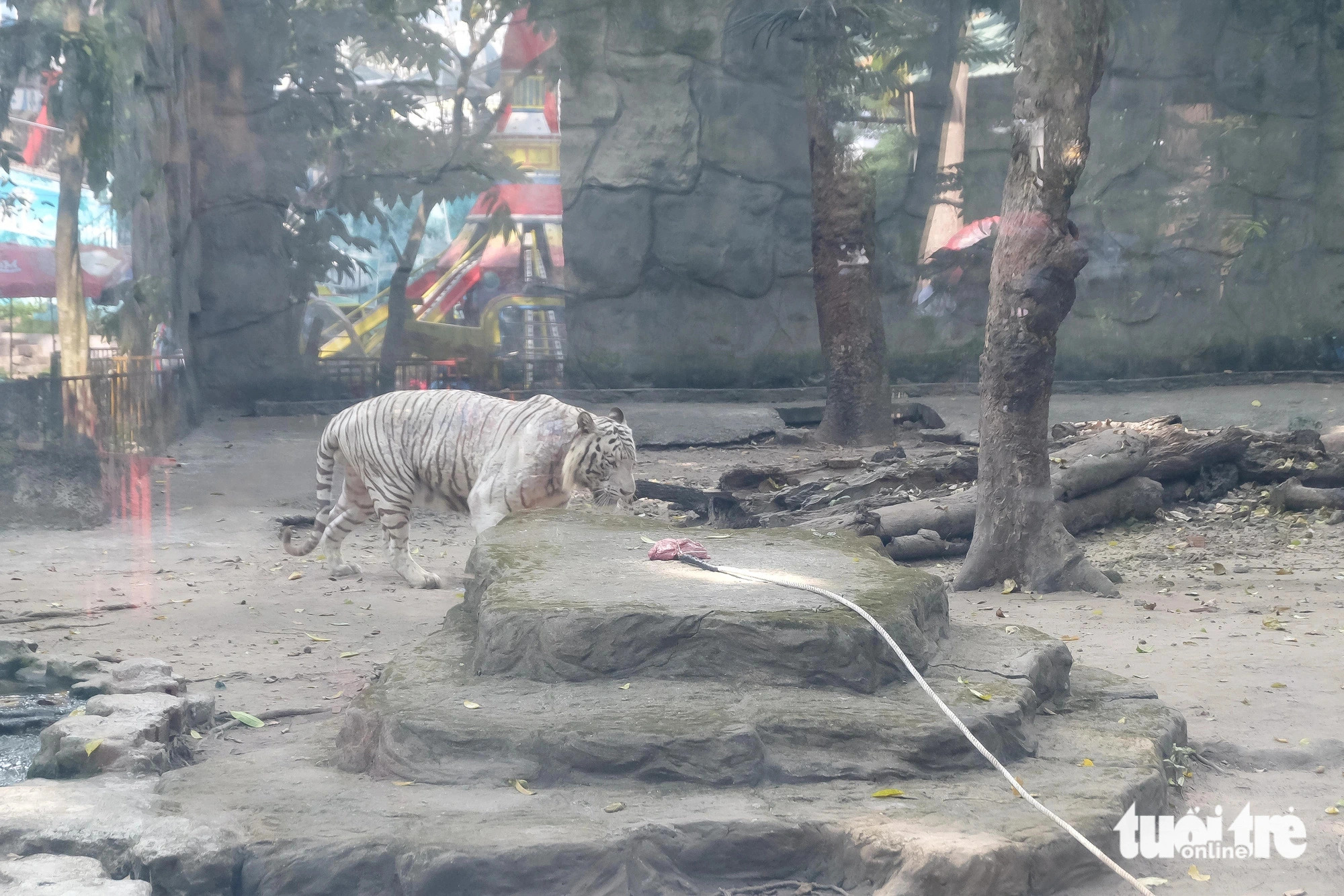 The white tiger wanders around the playground before playing the tug-of-war, February 10, 2024. Photo: Phuong Nhi / Tuoi Tre