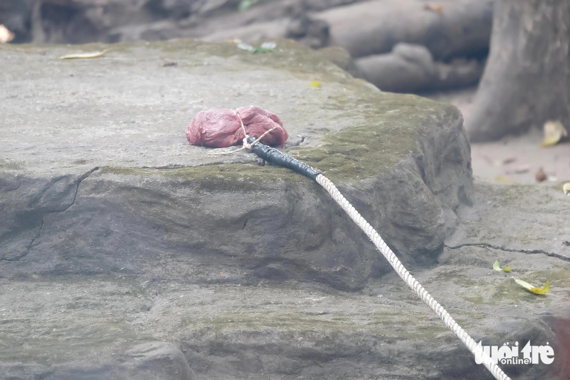 A 1kg piece of meat is attached to a rope as bait to attract the tiger, February 10, 2024. Photo: Phuong Nhi / Tuoi Tre